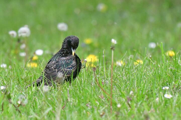 The starling..