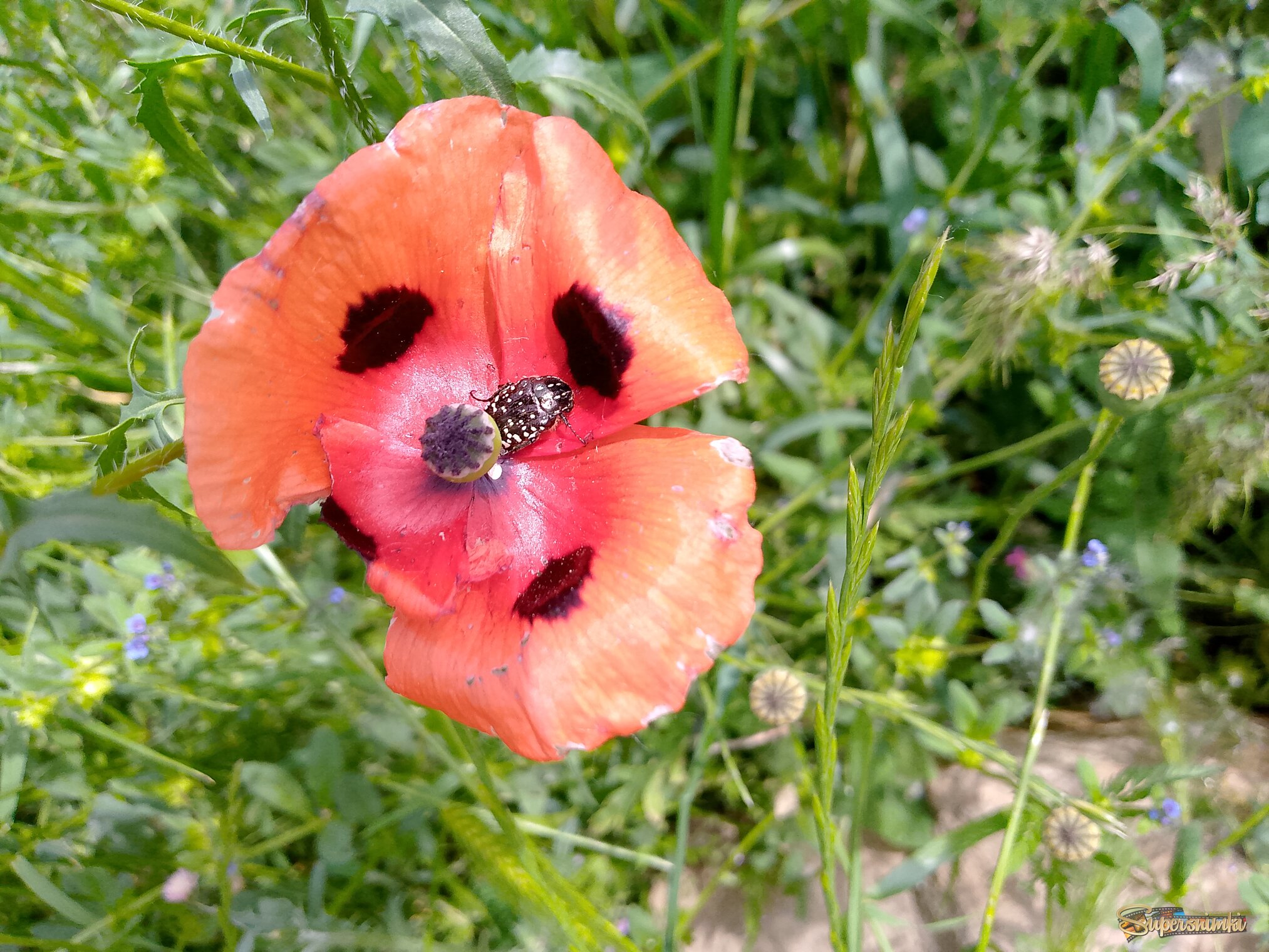 Май в Дагестане