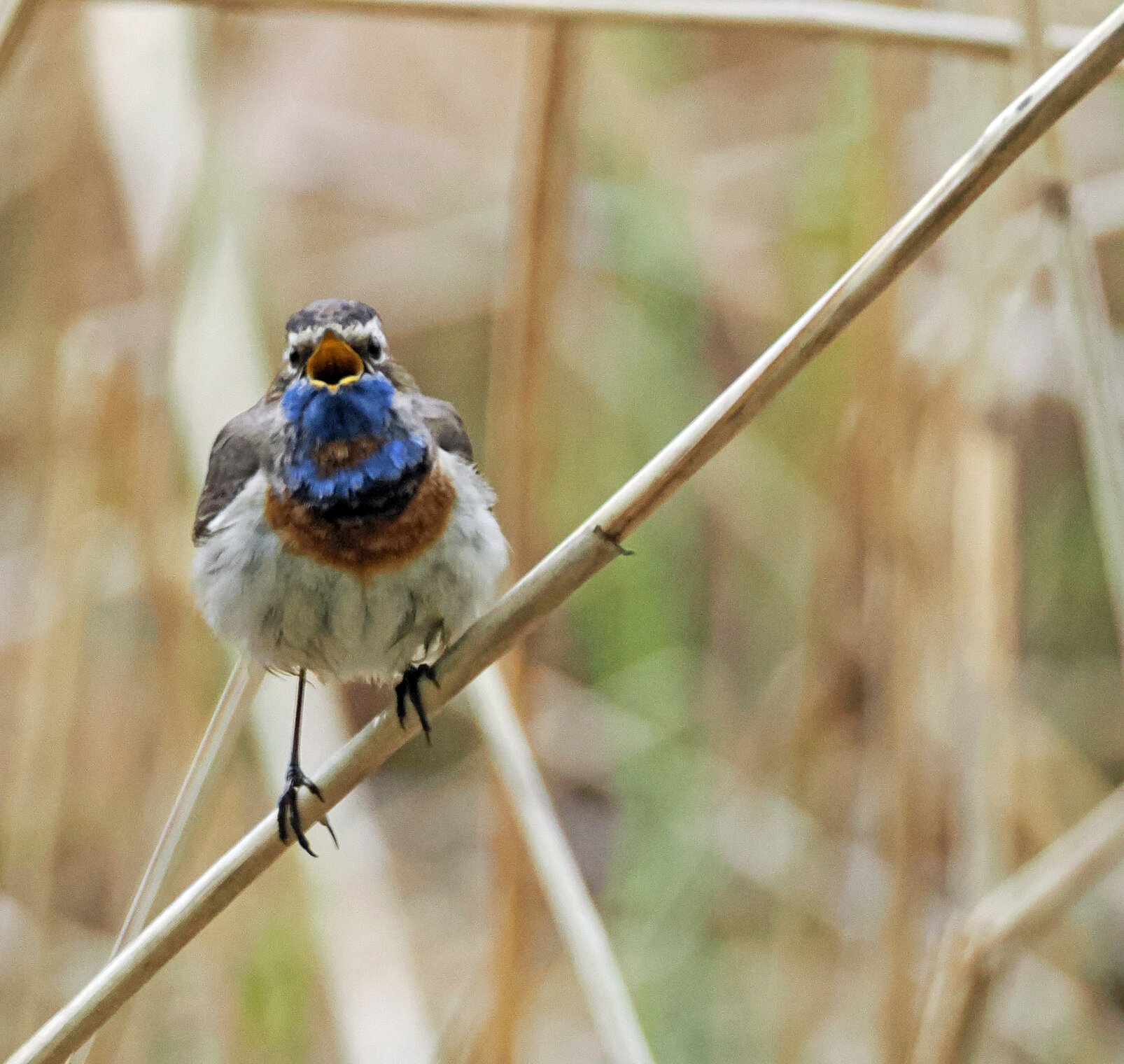Варакушка, молодой самец.