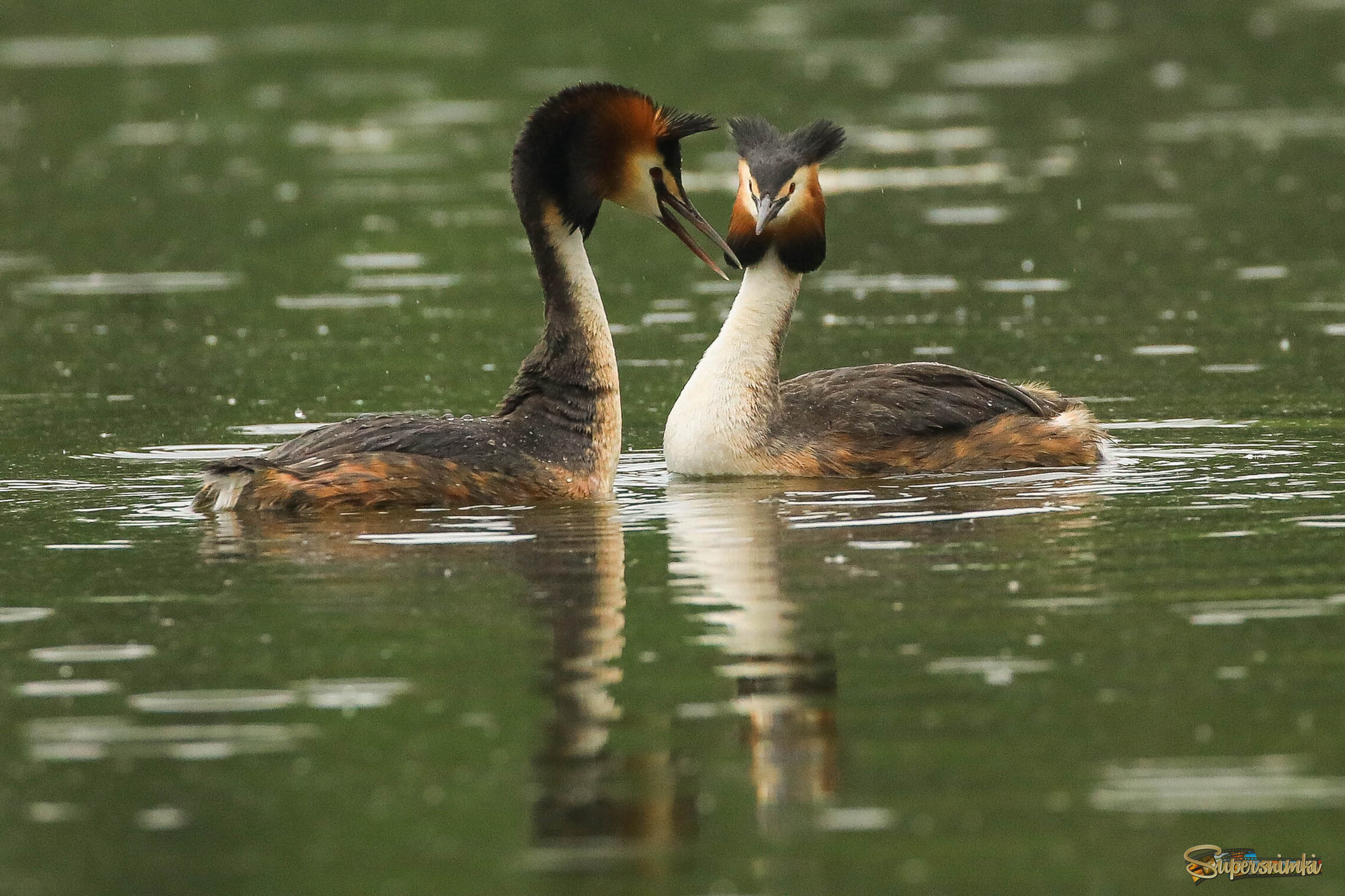 Разговор под дождем