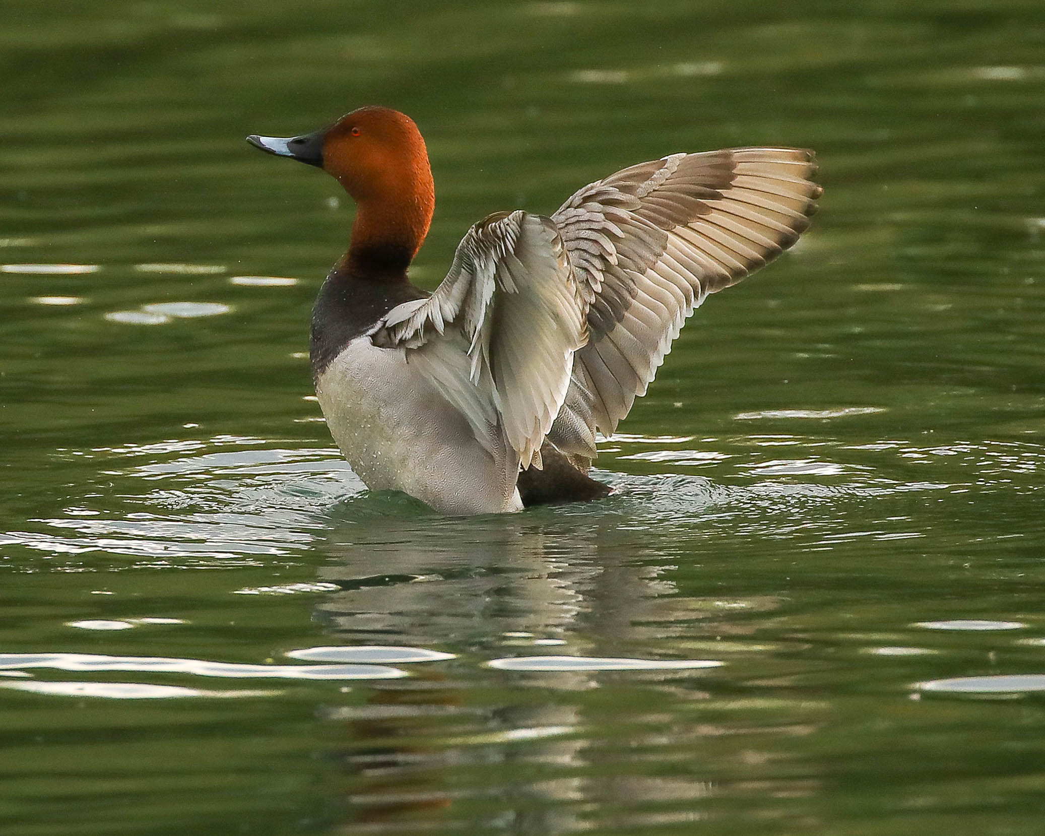 Крылья ангела