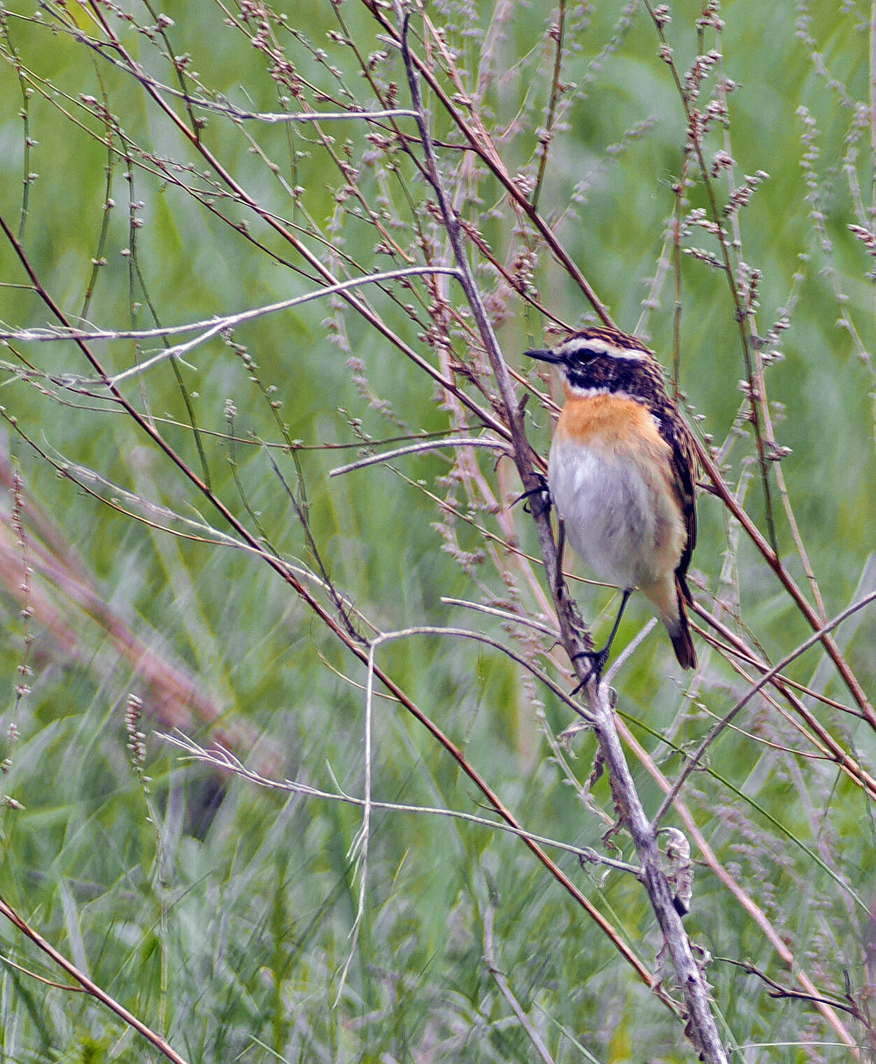 Луговой чекан.