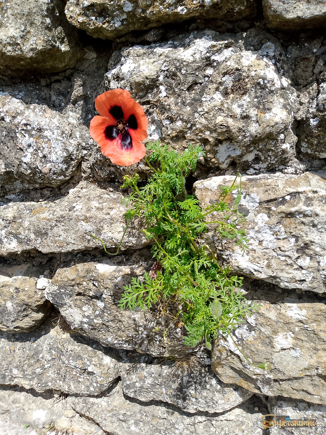 И на камнях растут цветы