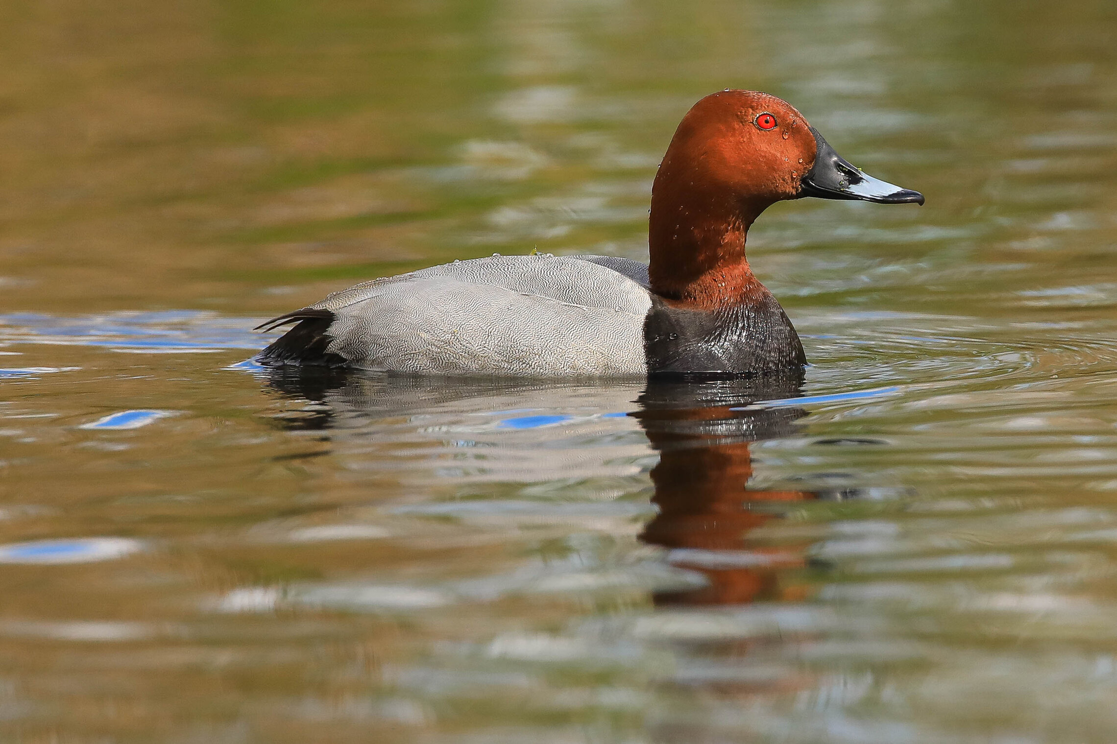 Хорошо понырял! 