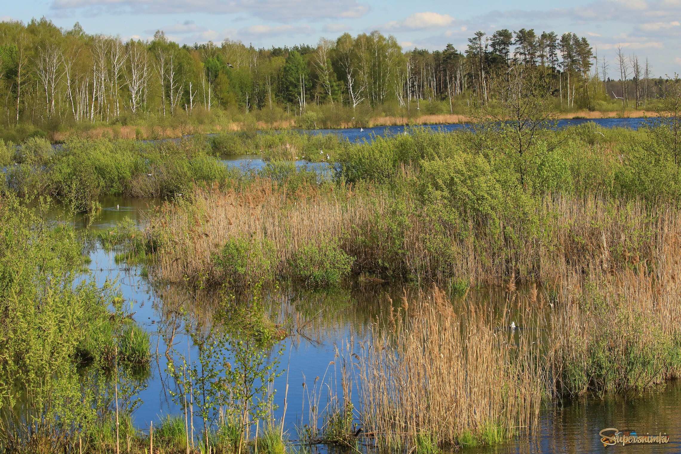 Весна на болотах