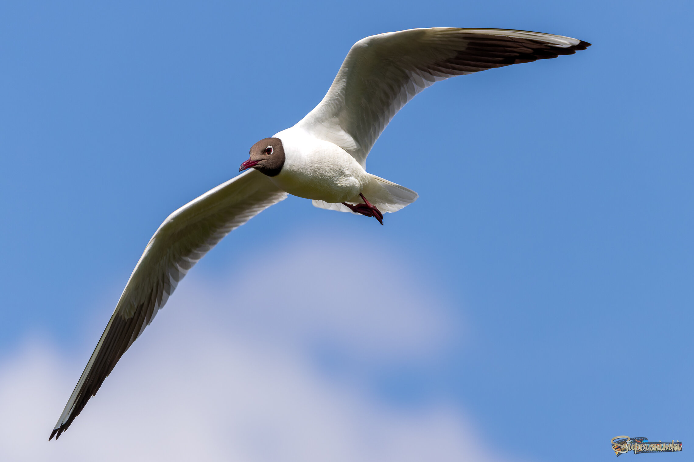 Полёт озёрной чайки