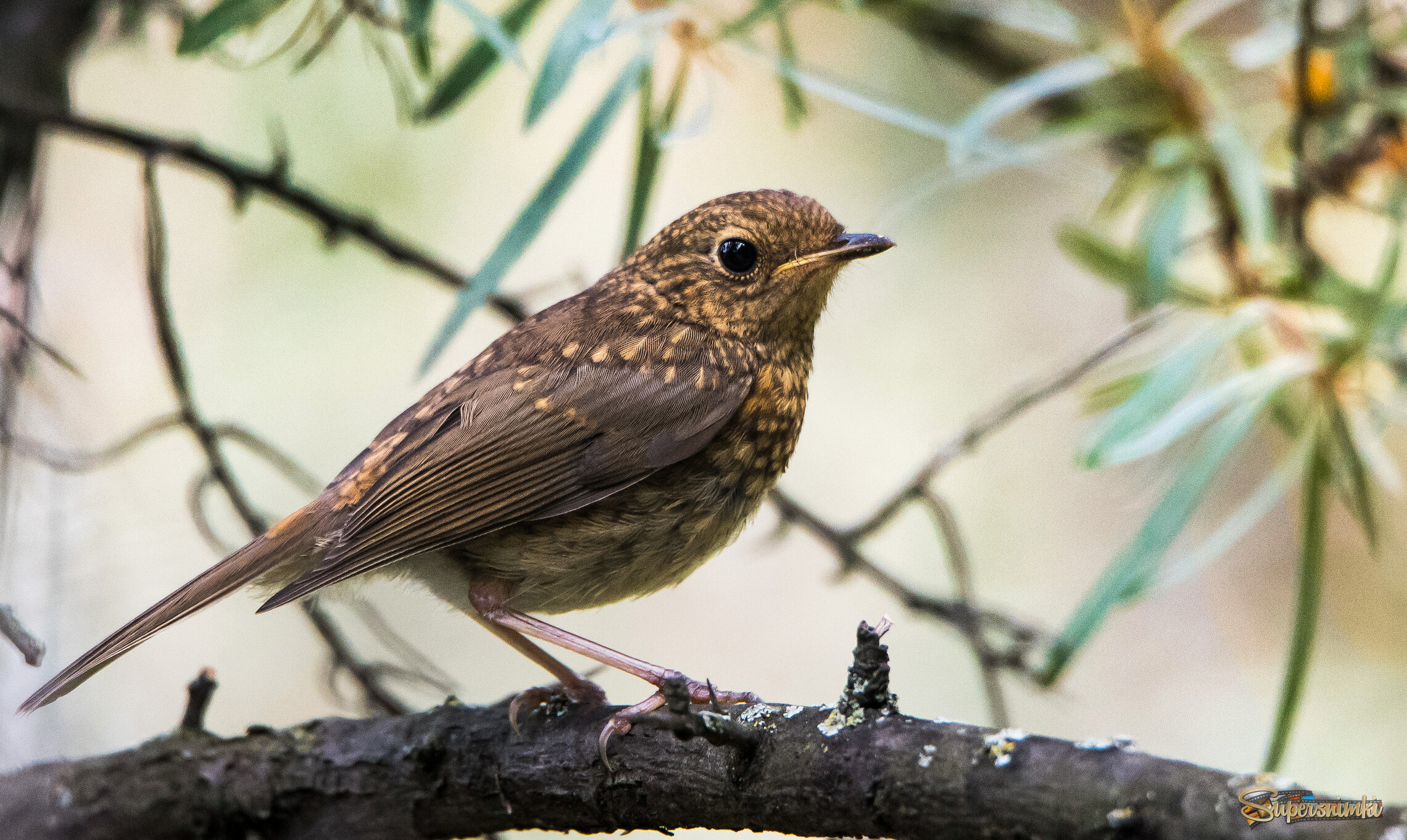 Птенец зарянки.