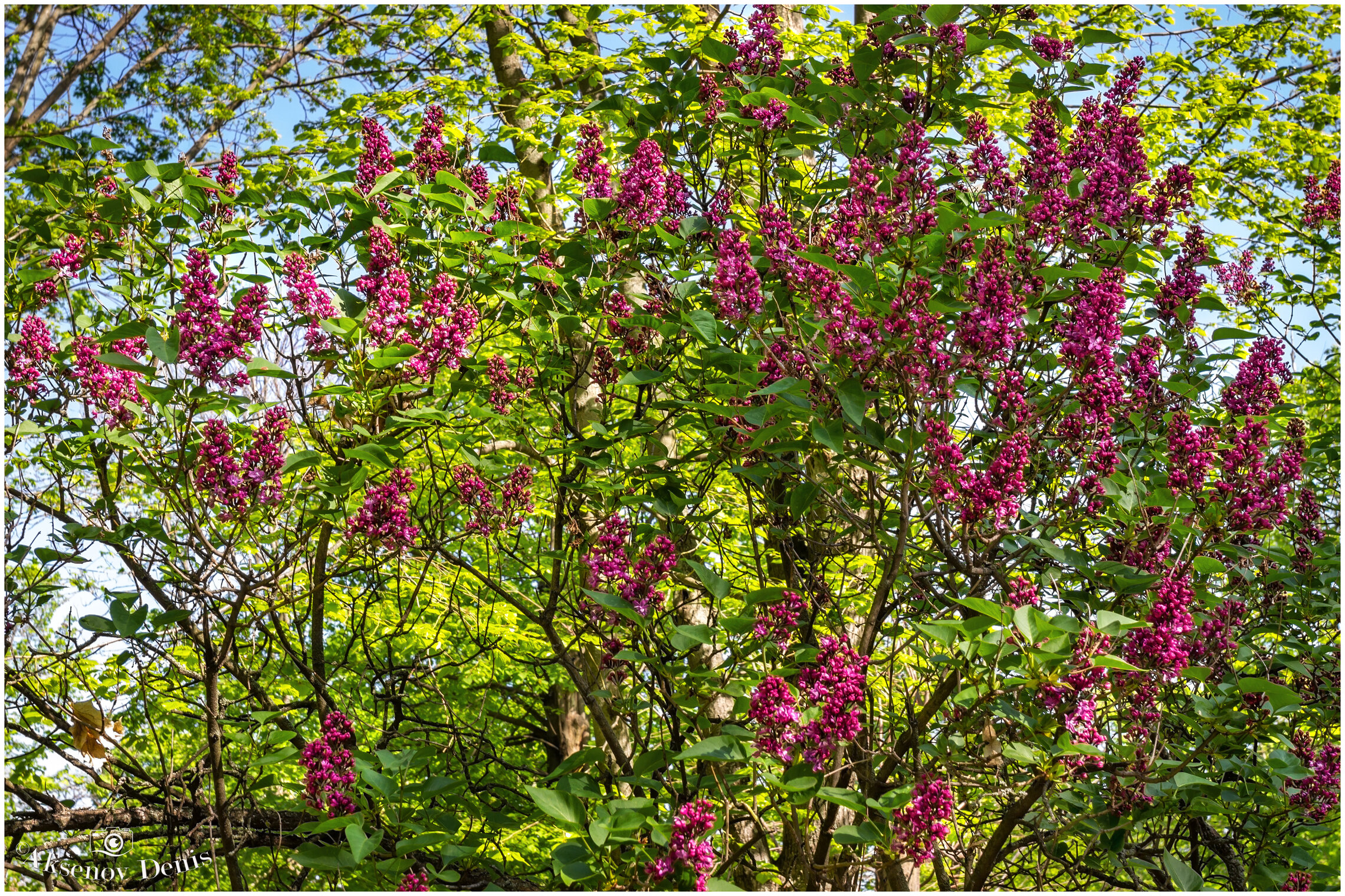 Днепр цветущий