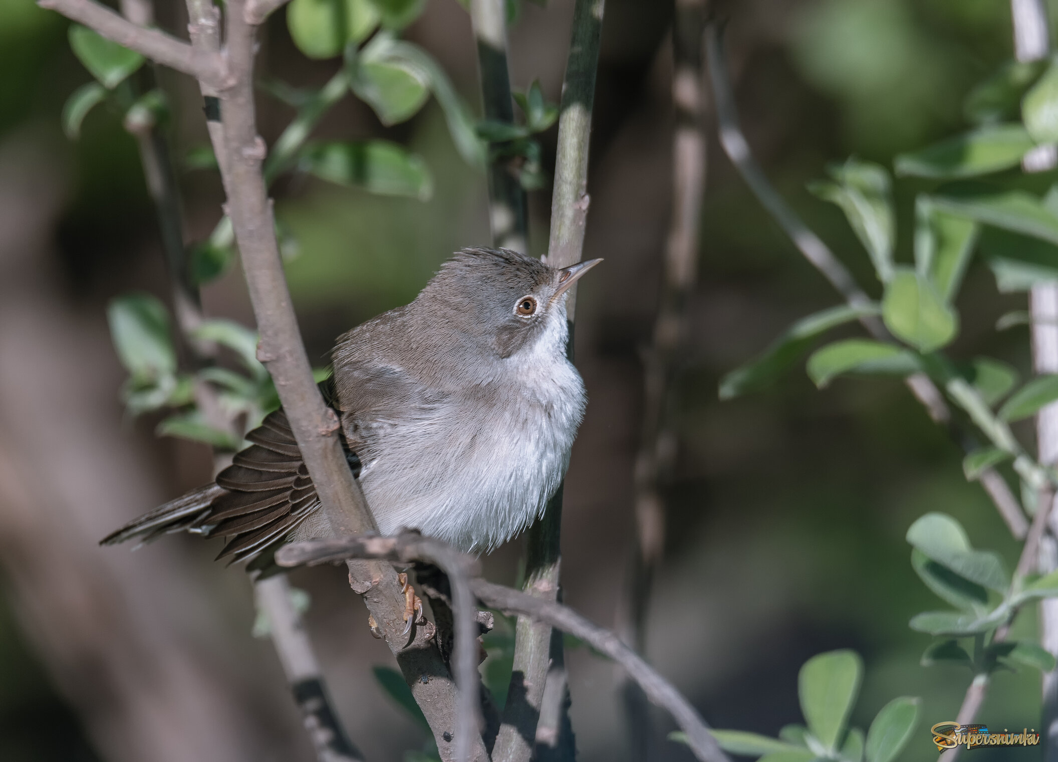 СЛАВКА-ЗАВИРУШКА