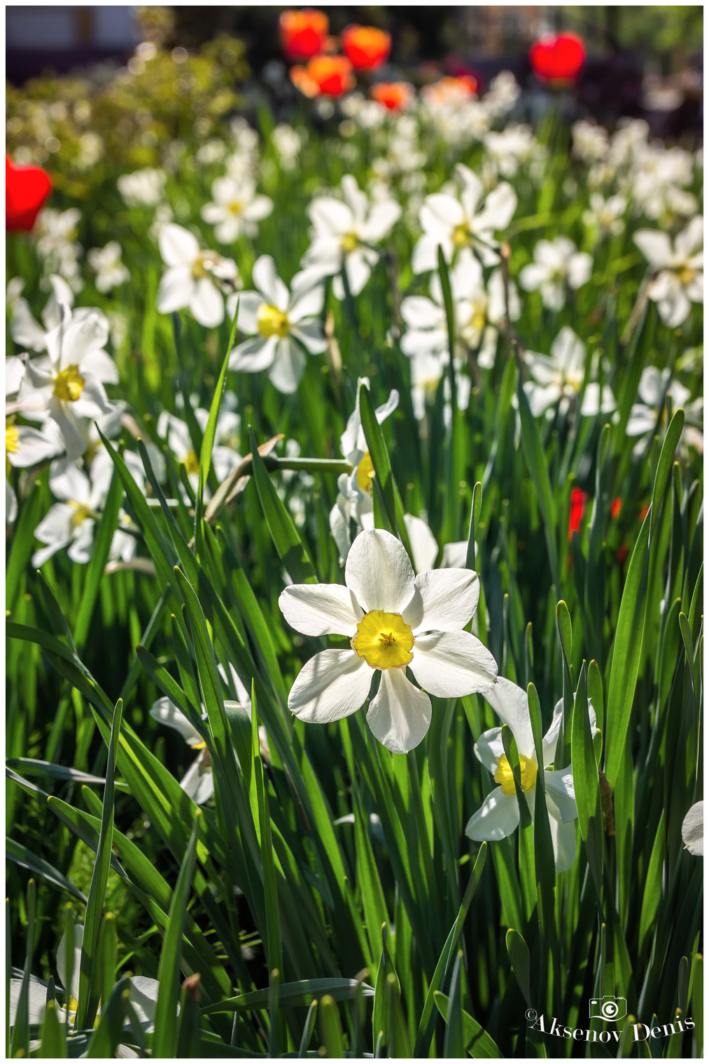 Днепр весенний