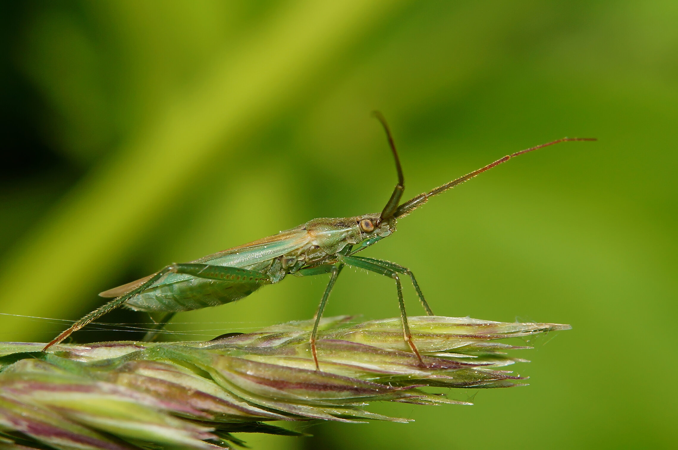 Клоп (Megaloceroea recticornis)