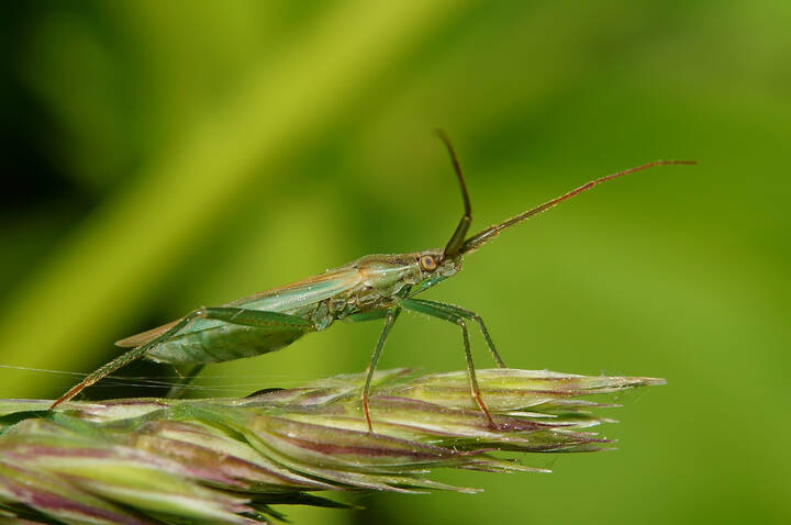 Клоп (Megaloceroea recticornis)