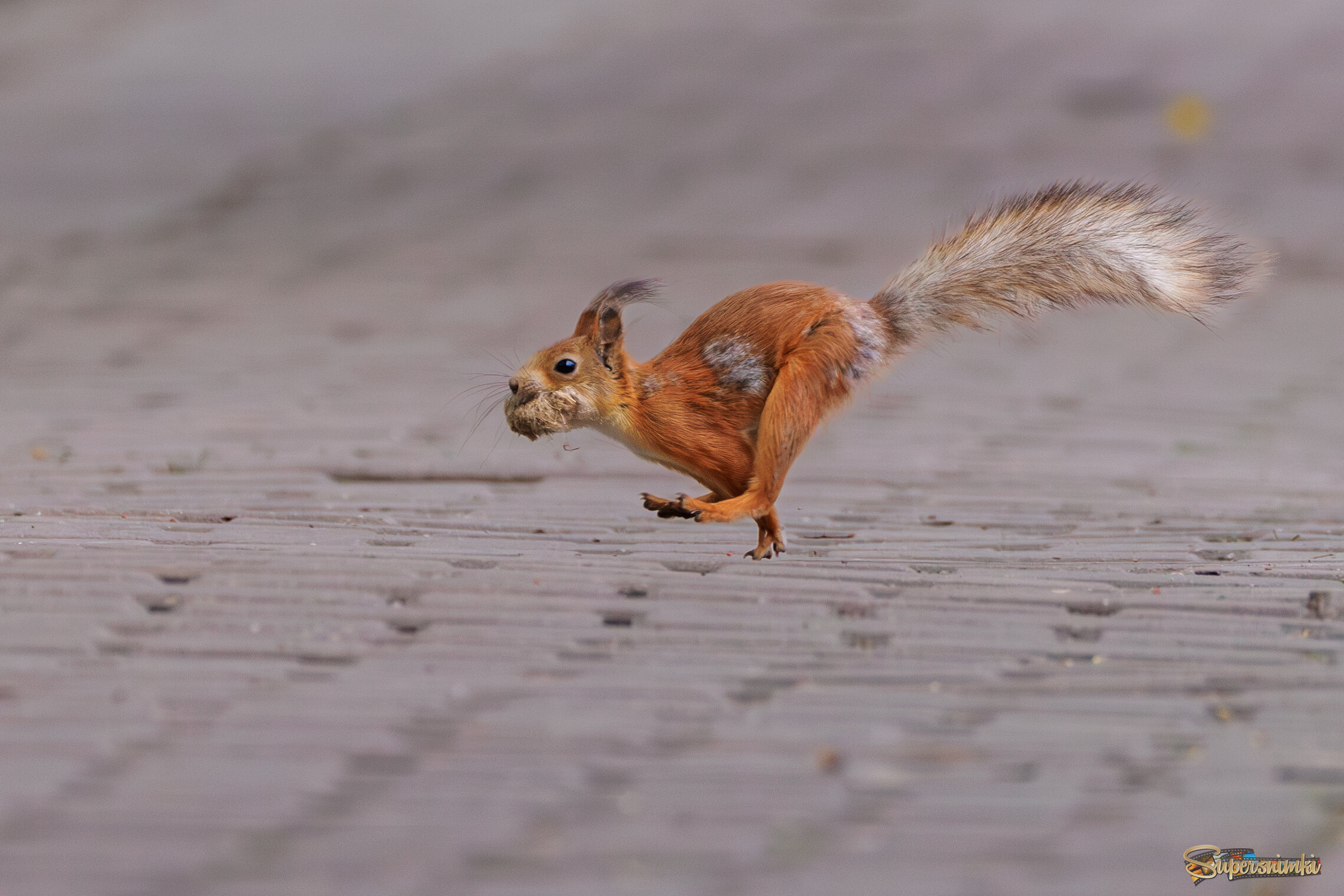 Бегом в гнездо