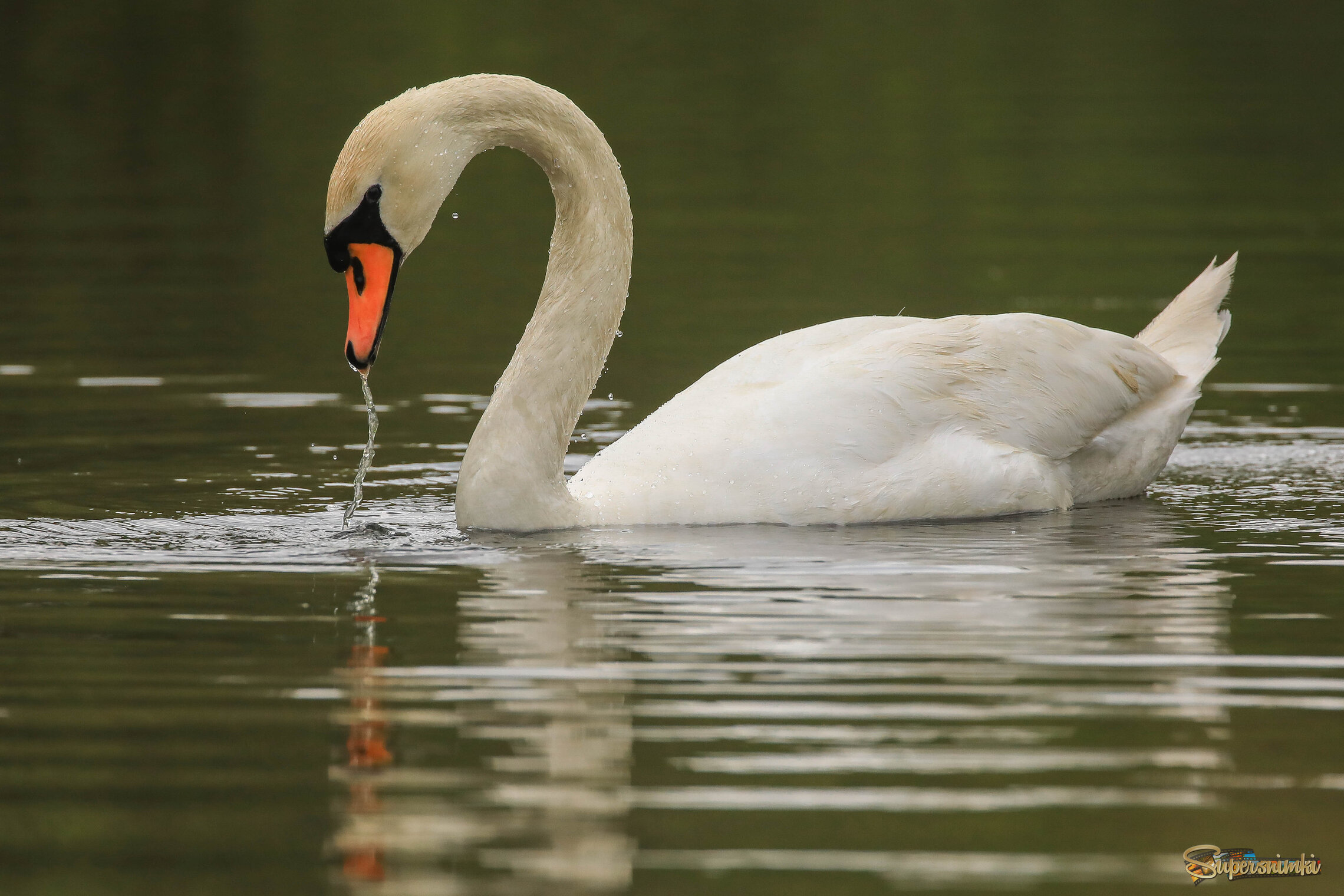 Вода - основа жизни