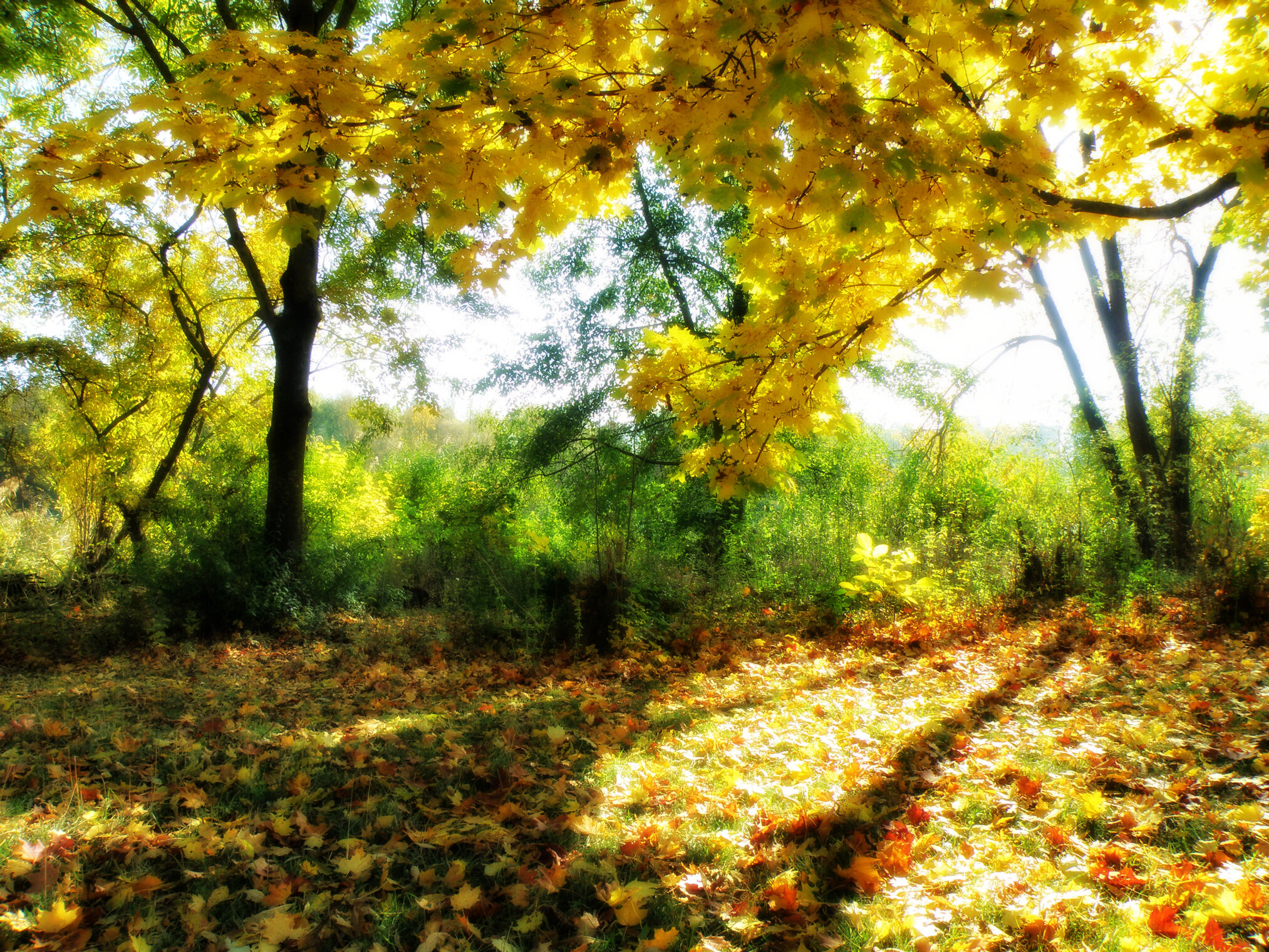 Тени на листьях.