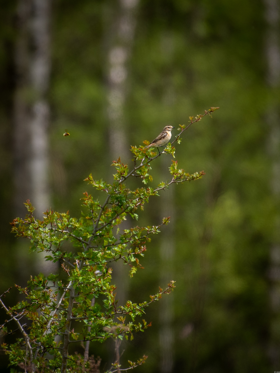 " Освободи дорогу , пернатый "