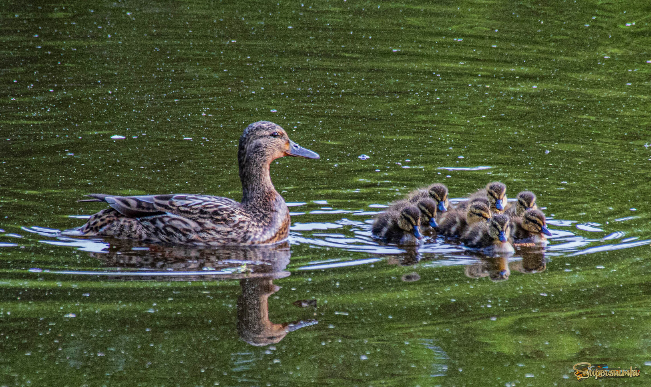 Первый выход в свет