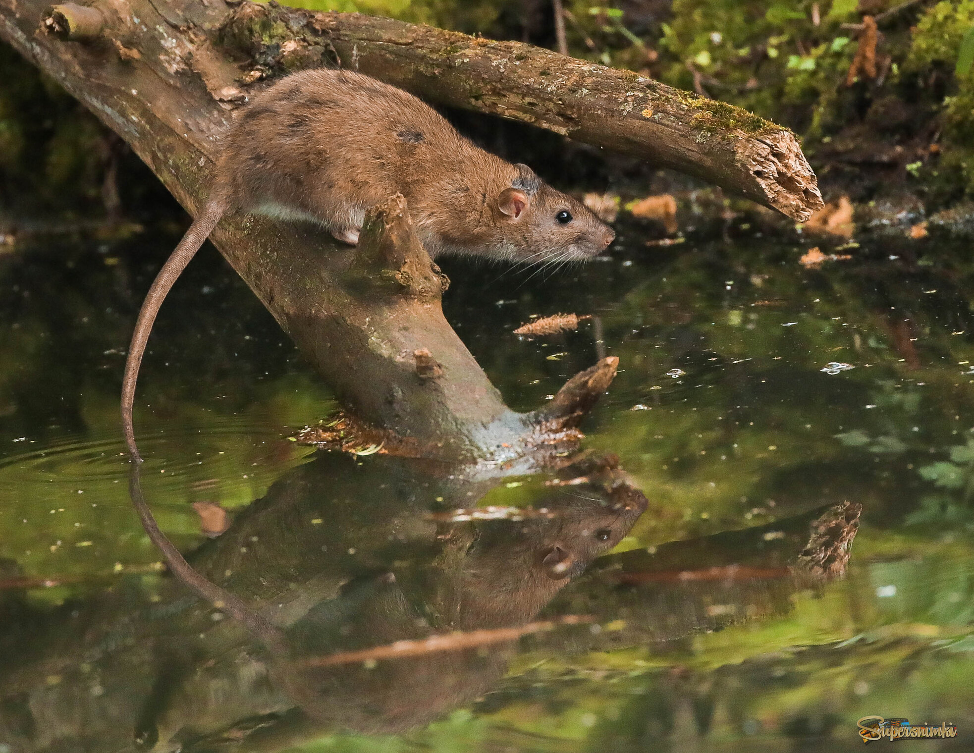 К прыжку готов!
