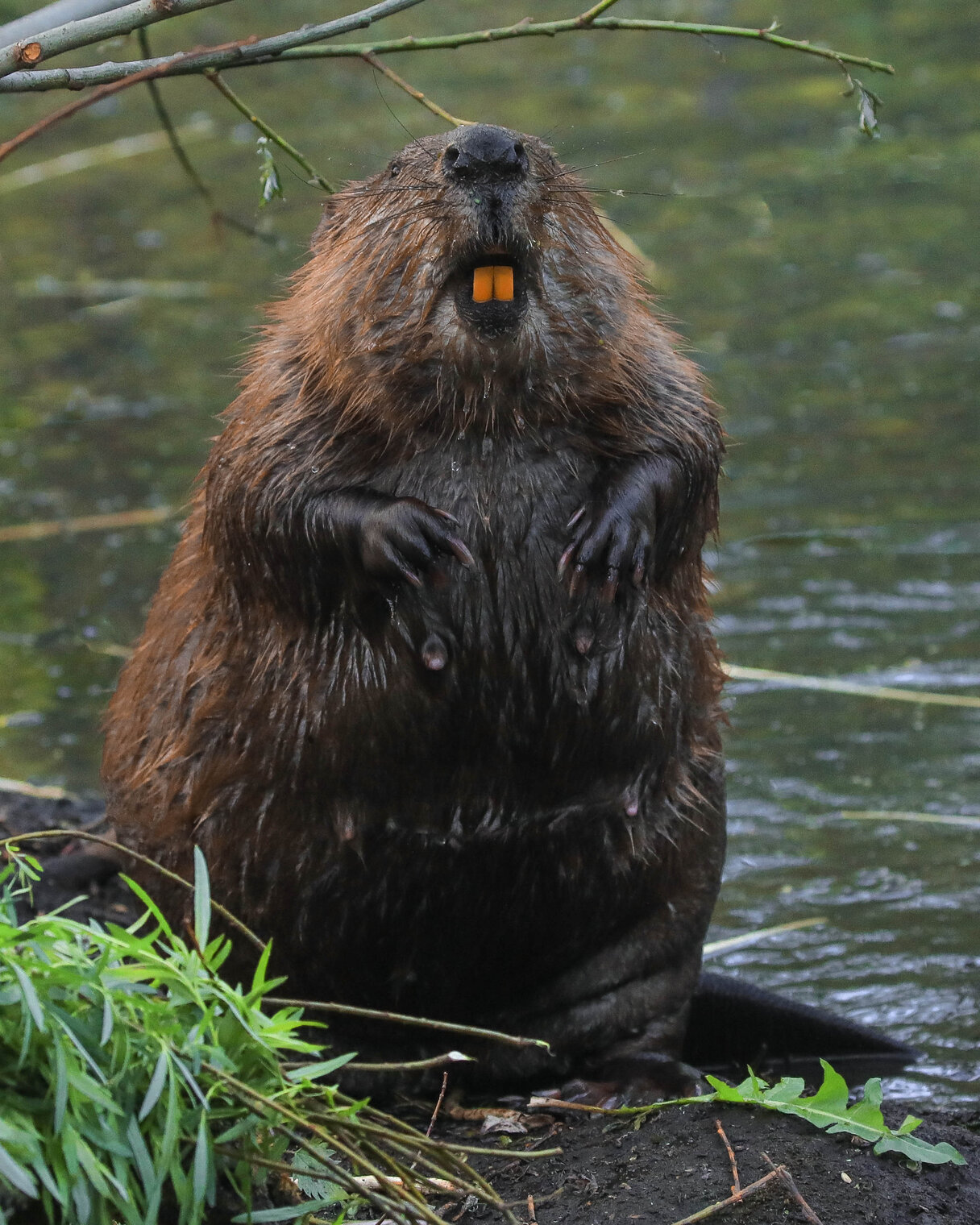 Зубы бобра!