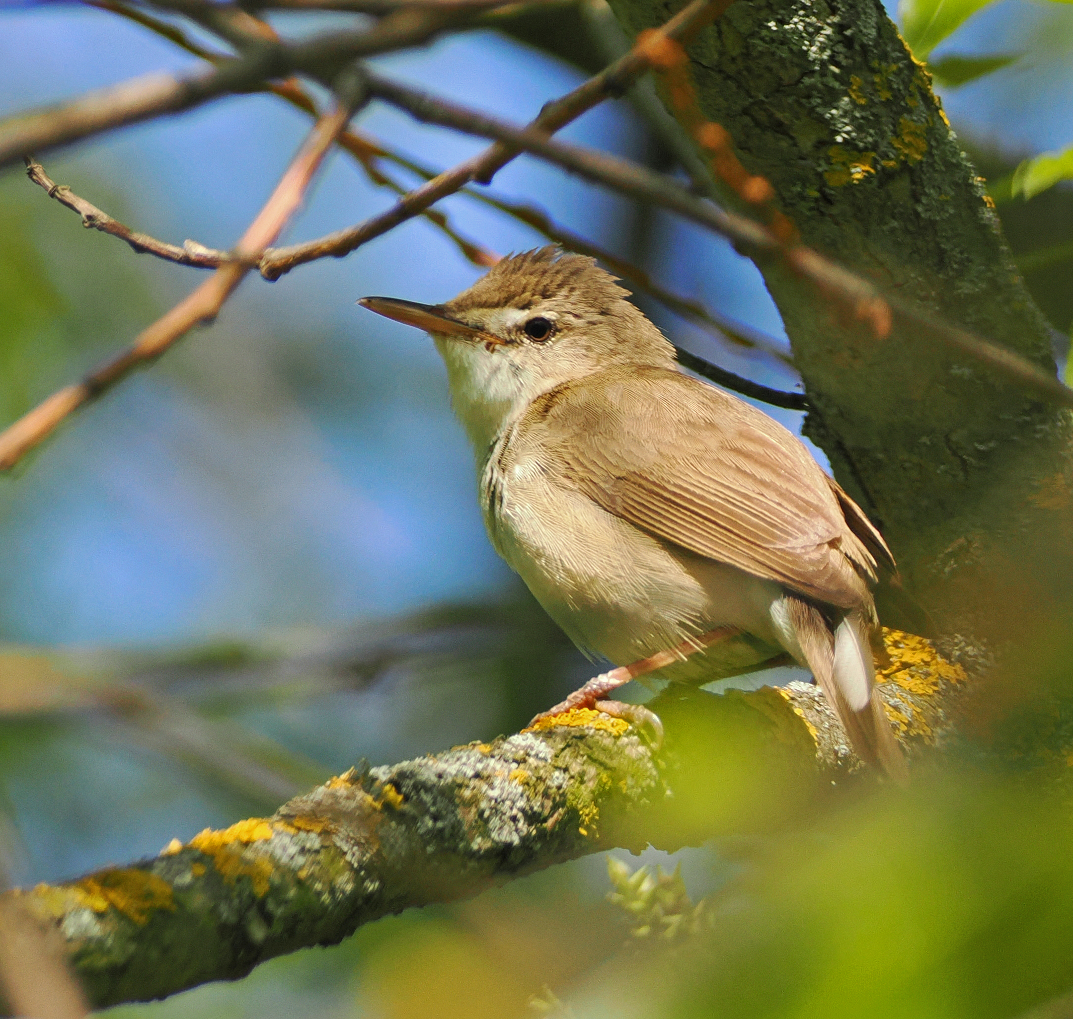 Камышовка садовая.