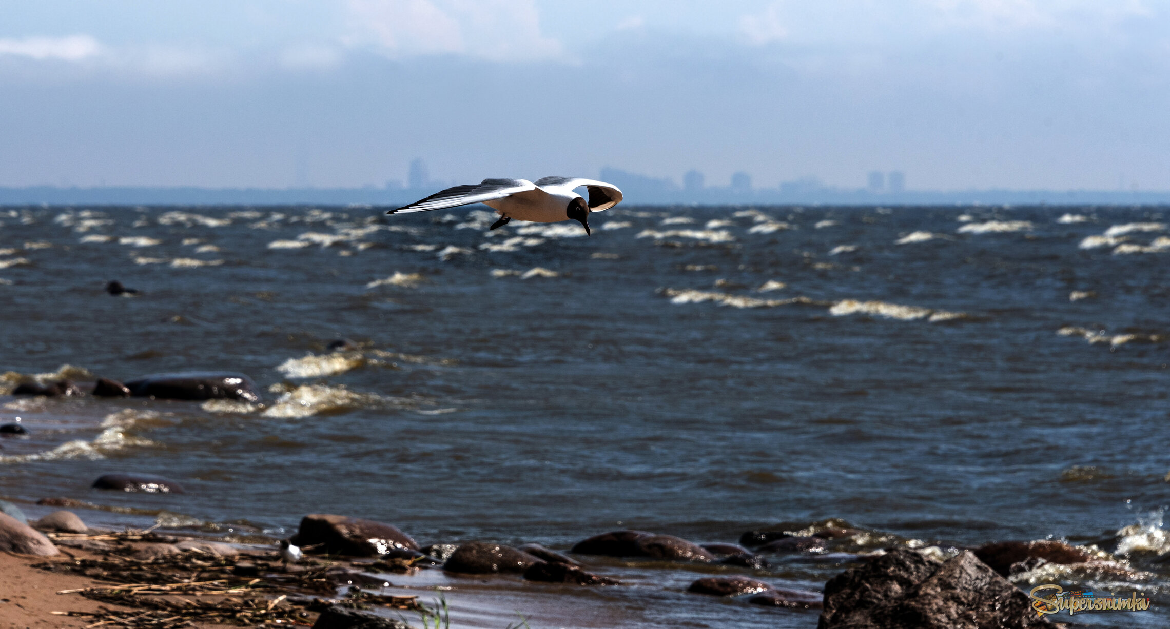 Чайка и море.