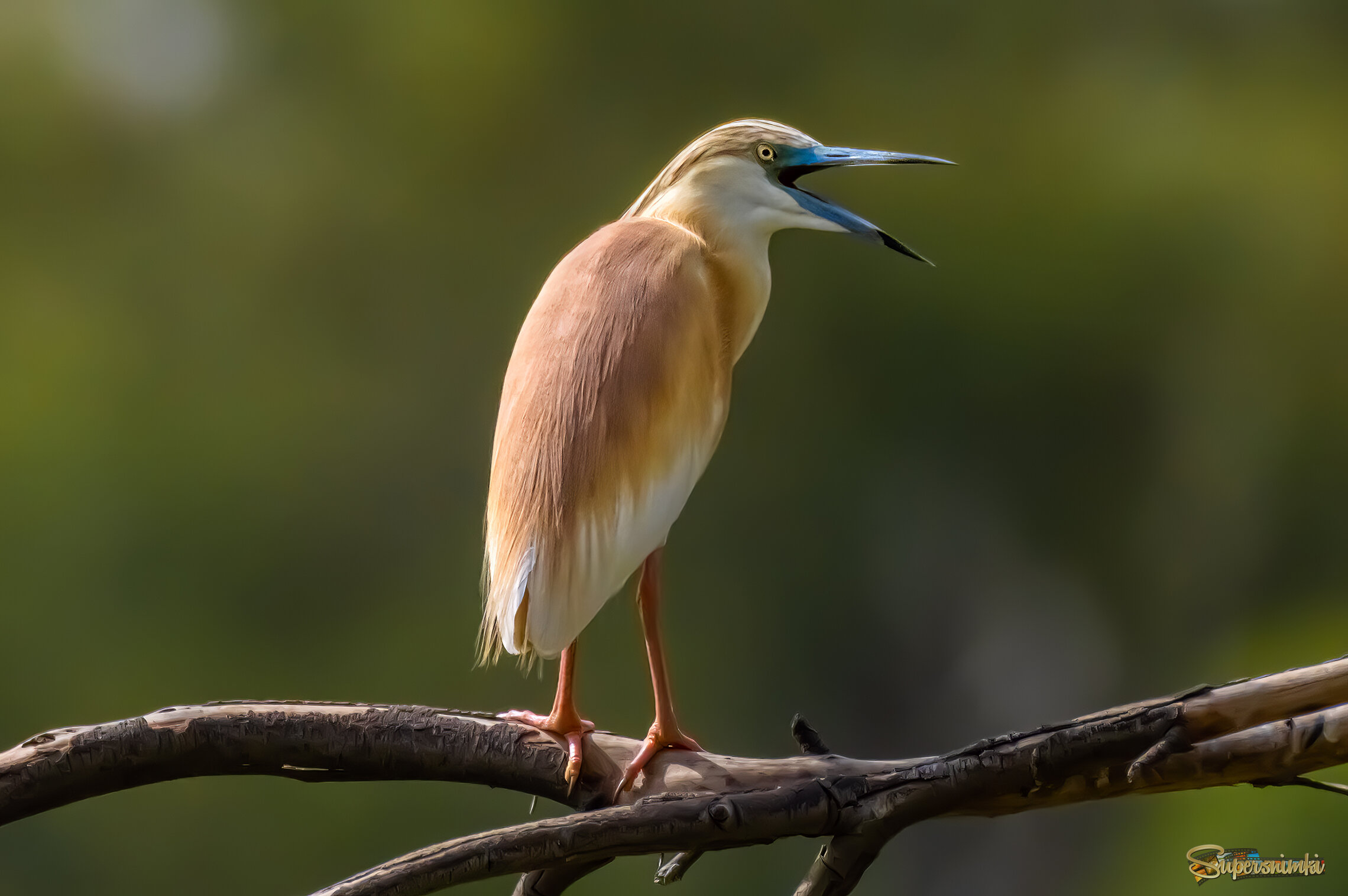 Жёлтая цапля