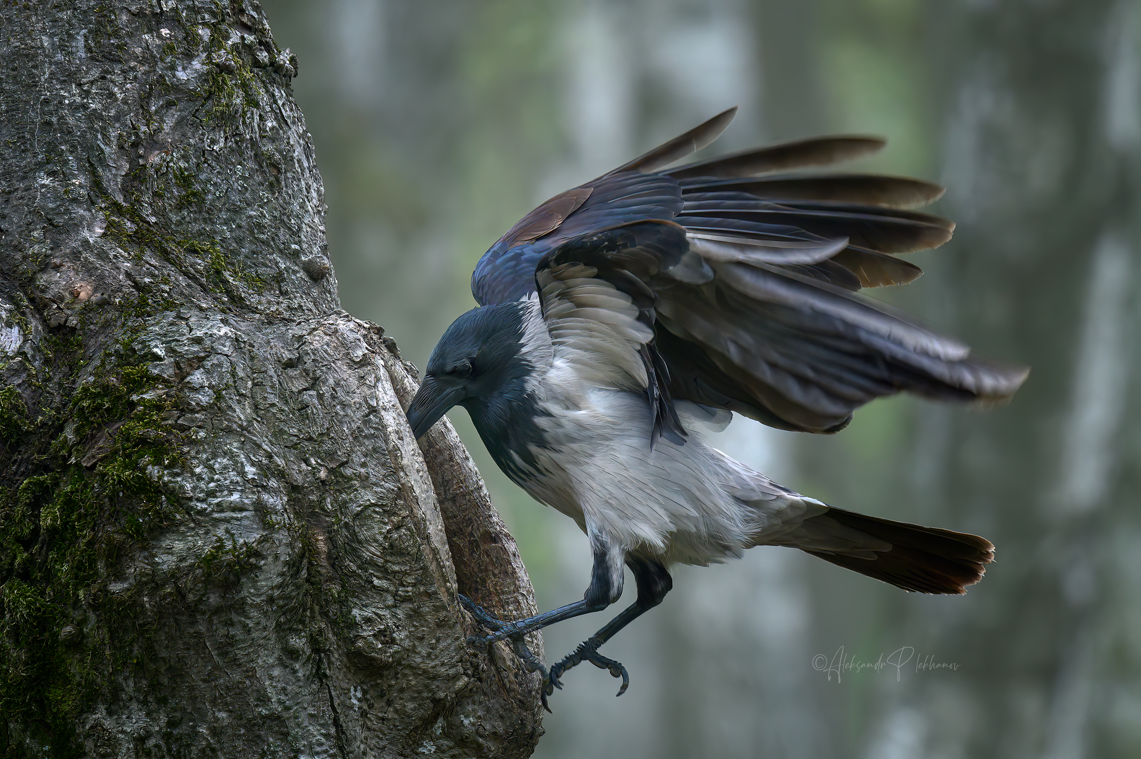 Любопытная Варвара