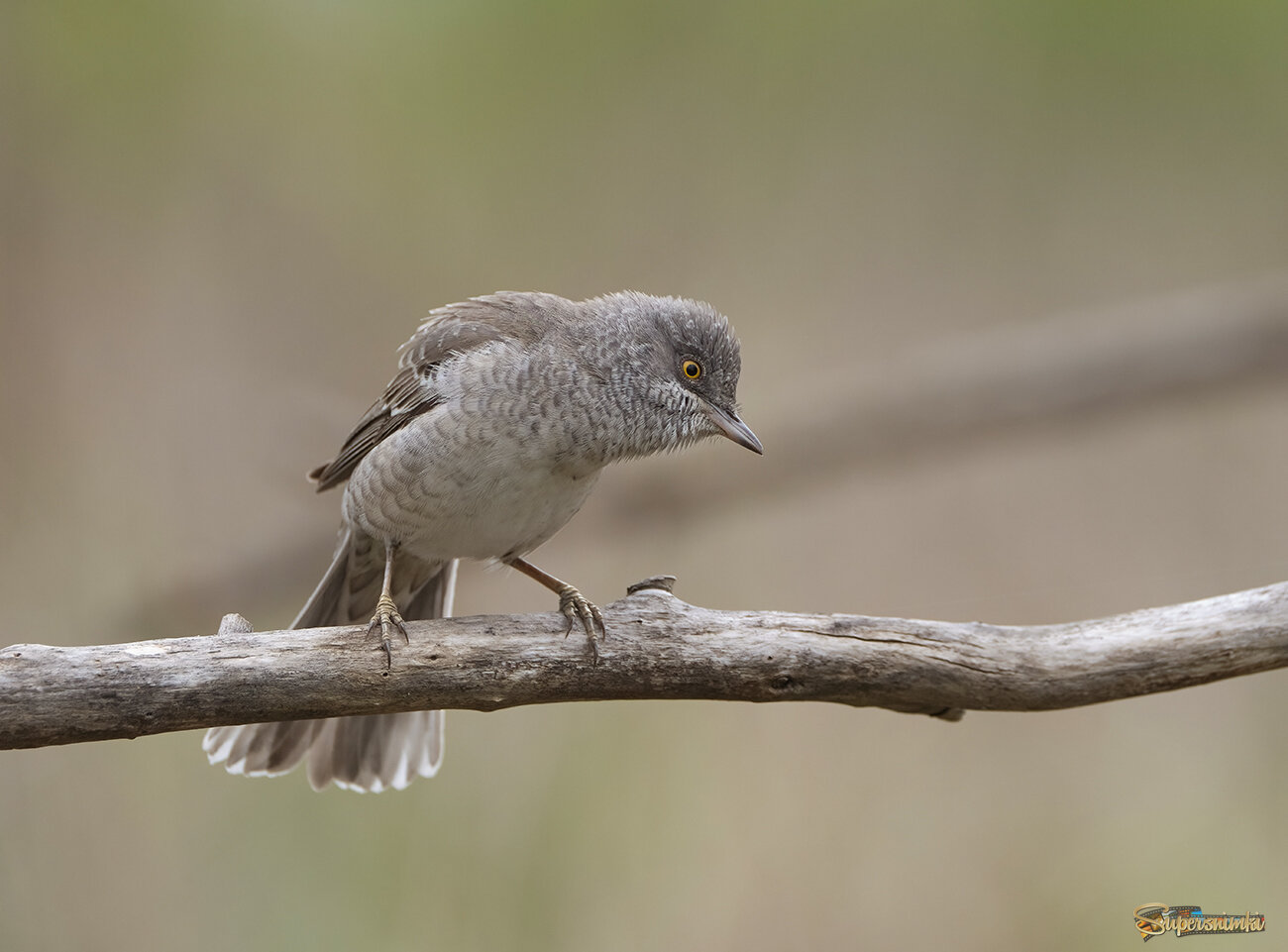 Ястребиная славка