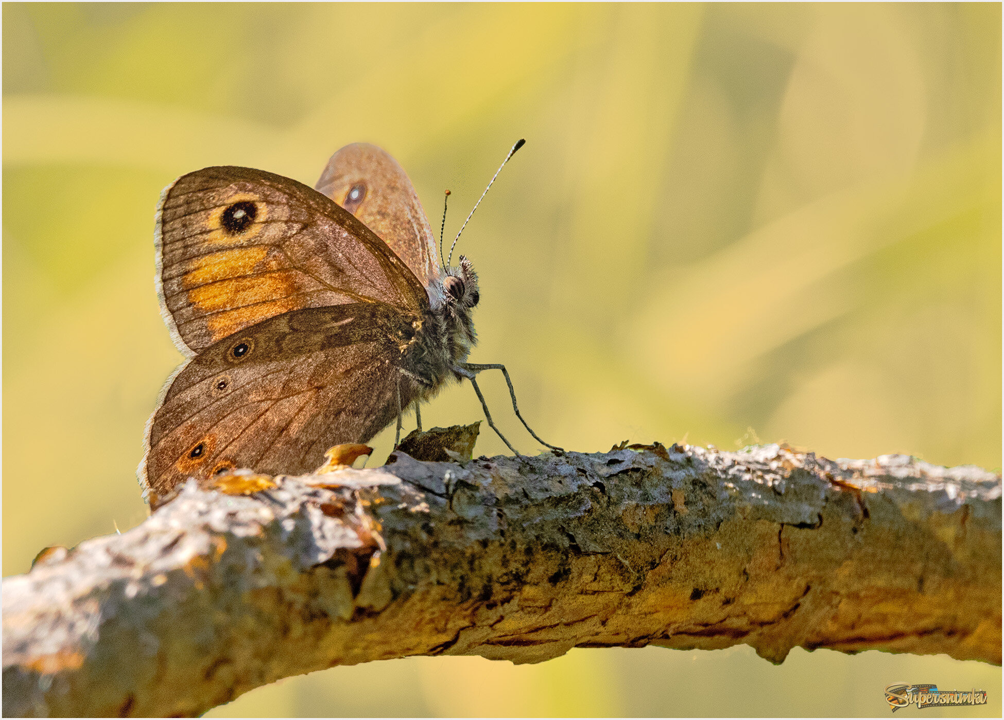 Она отдыхает...