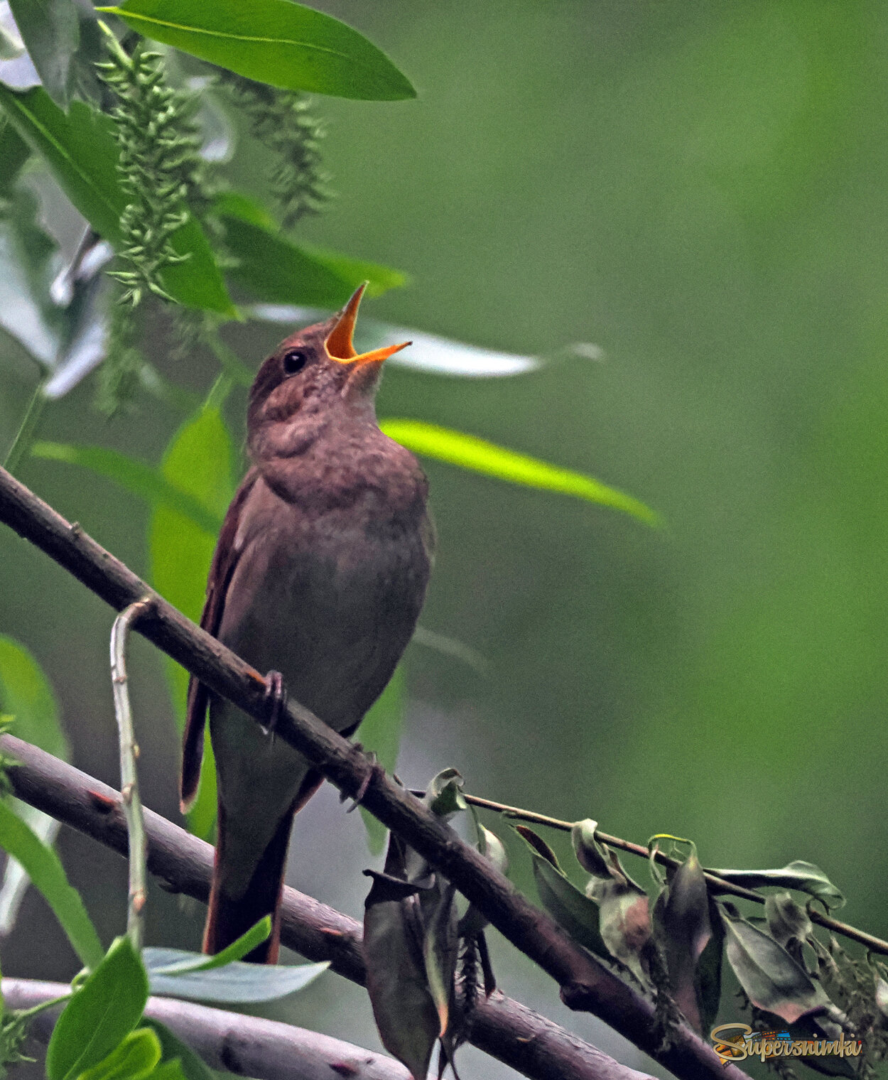 Обыкновенный соловей. Раннее утро.