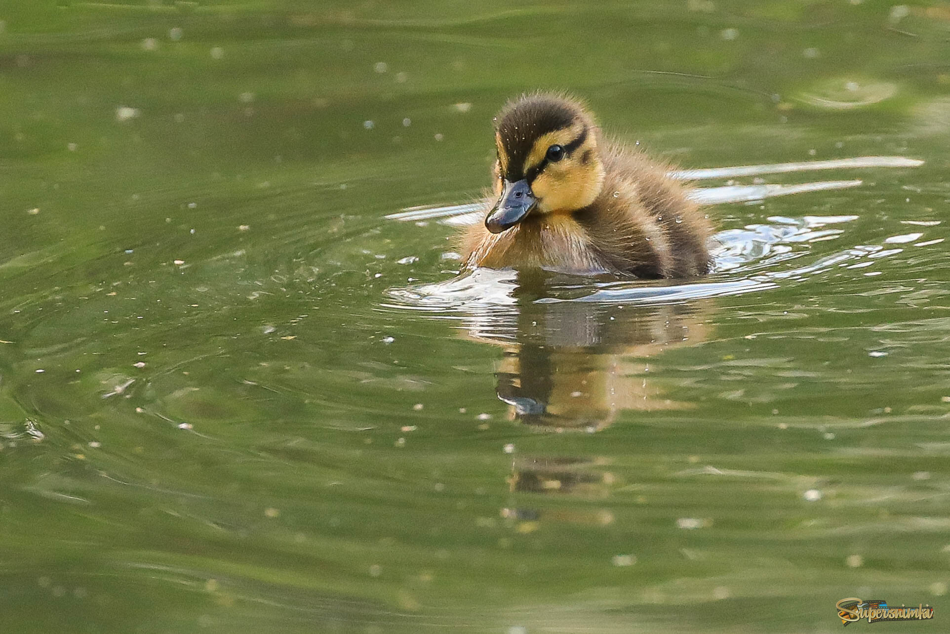 Я буду жить! 