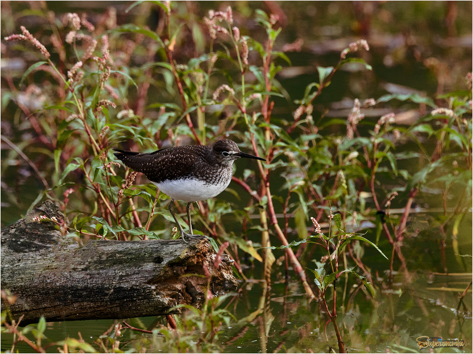 ...а что ж там впереди?..
