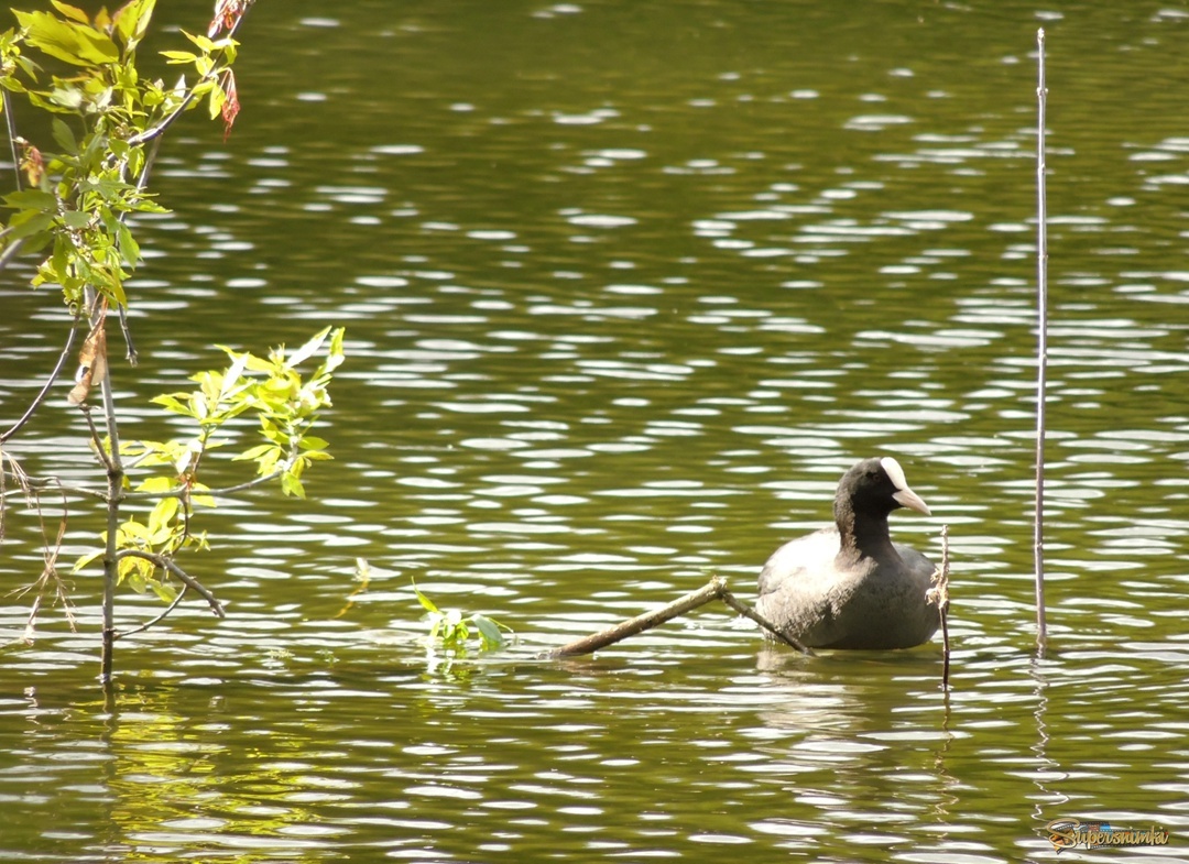 Геометрия и  птица