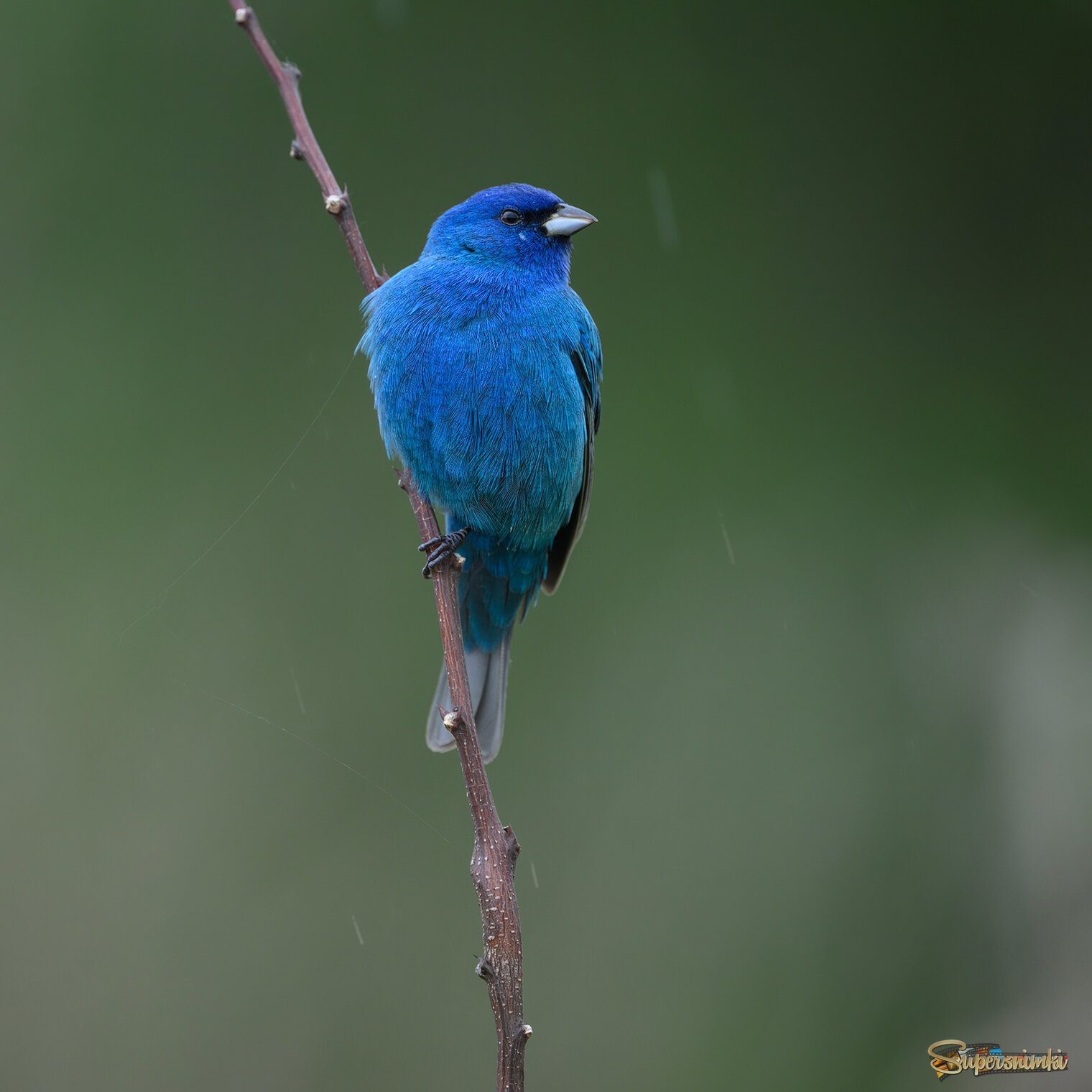 Indigo Bunting (m)