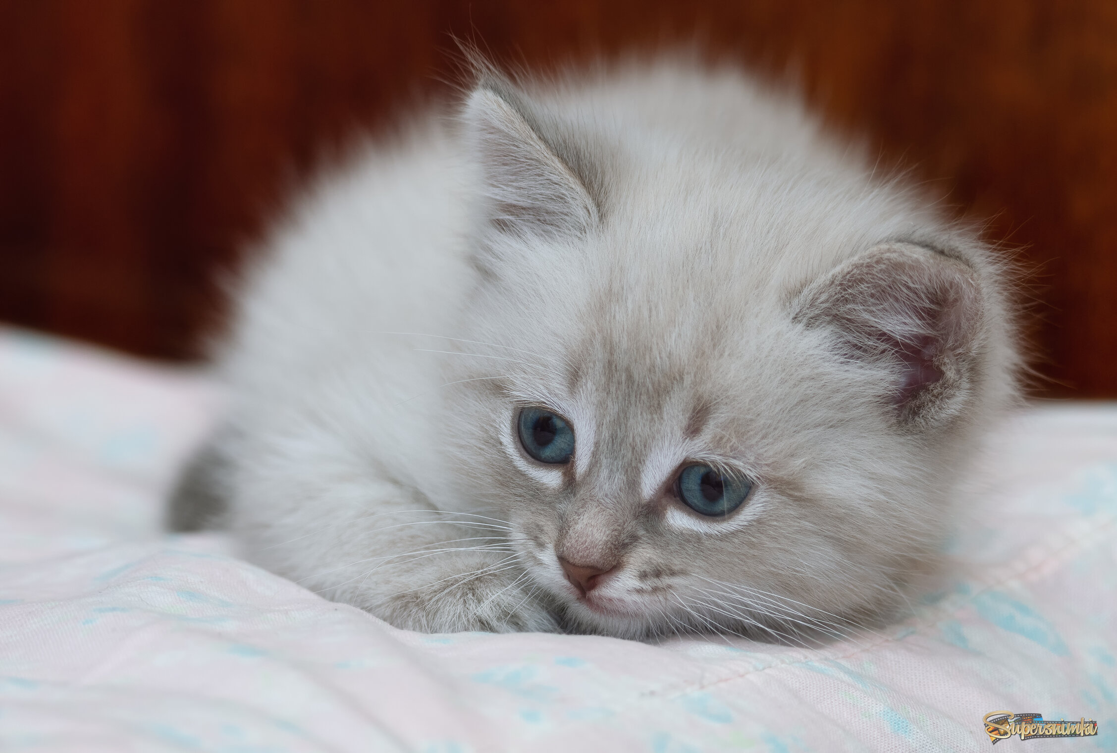 НОВЫЙ ЧЛЕН СЕМЬИ