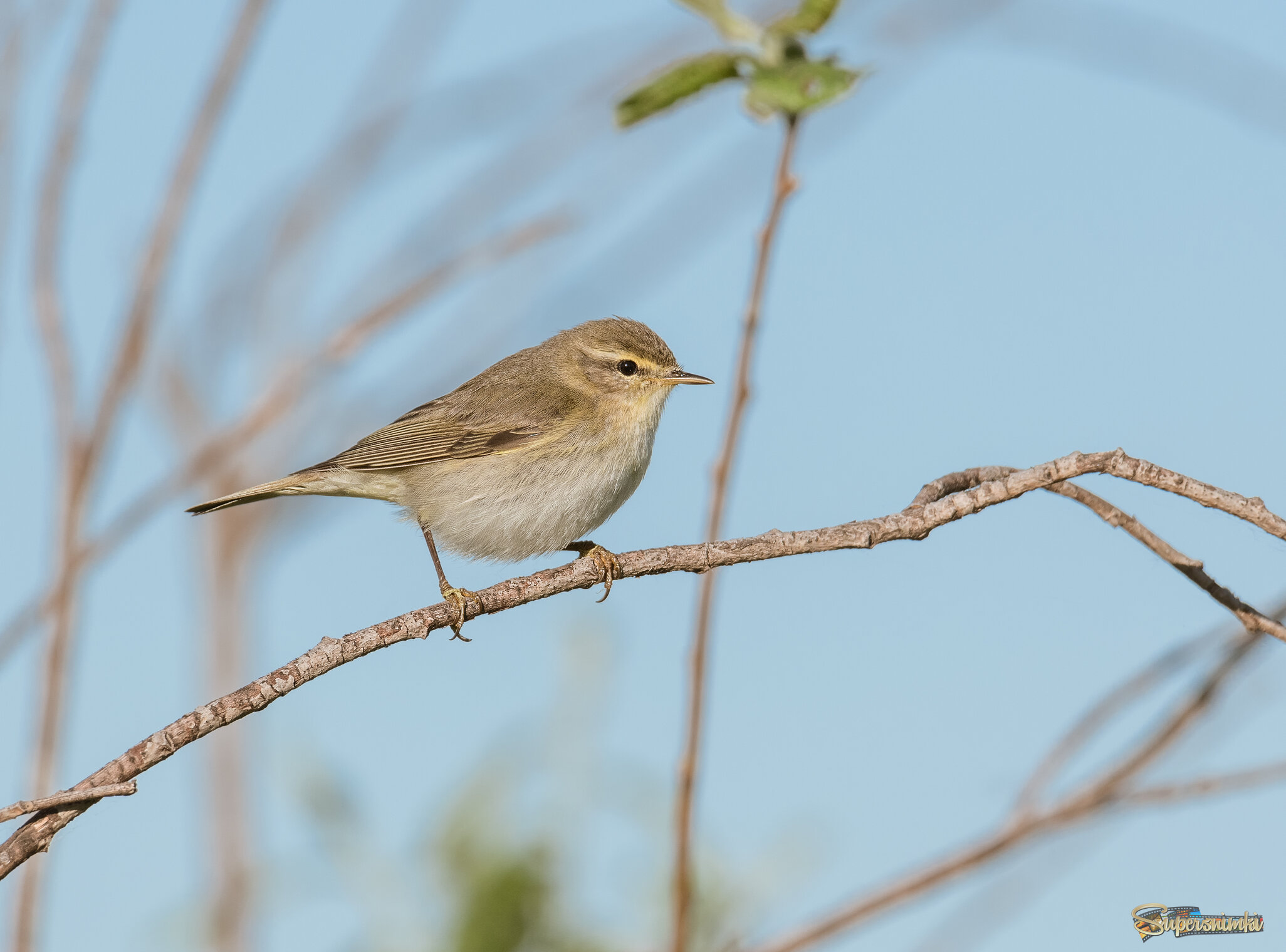 ПЕНОЧКА - ТЕНЬКОВКА