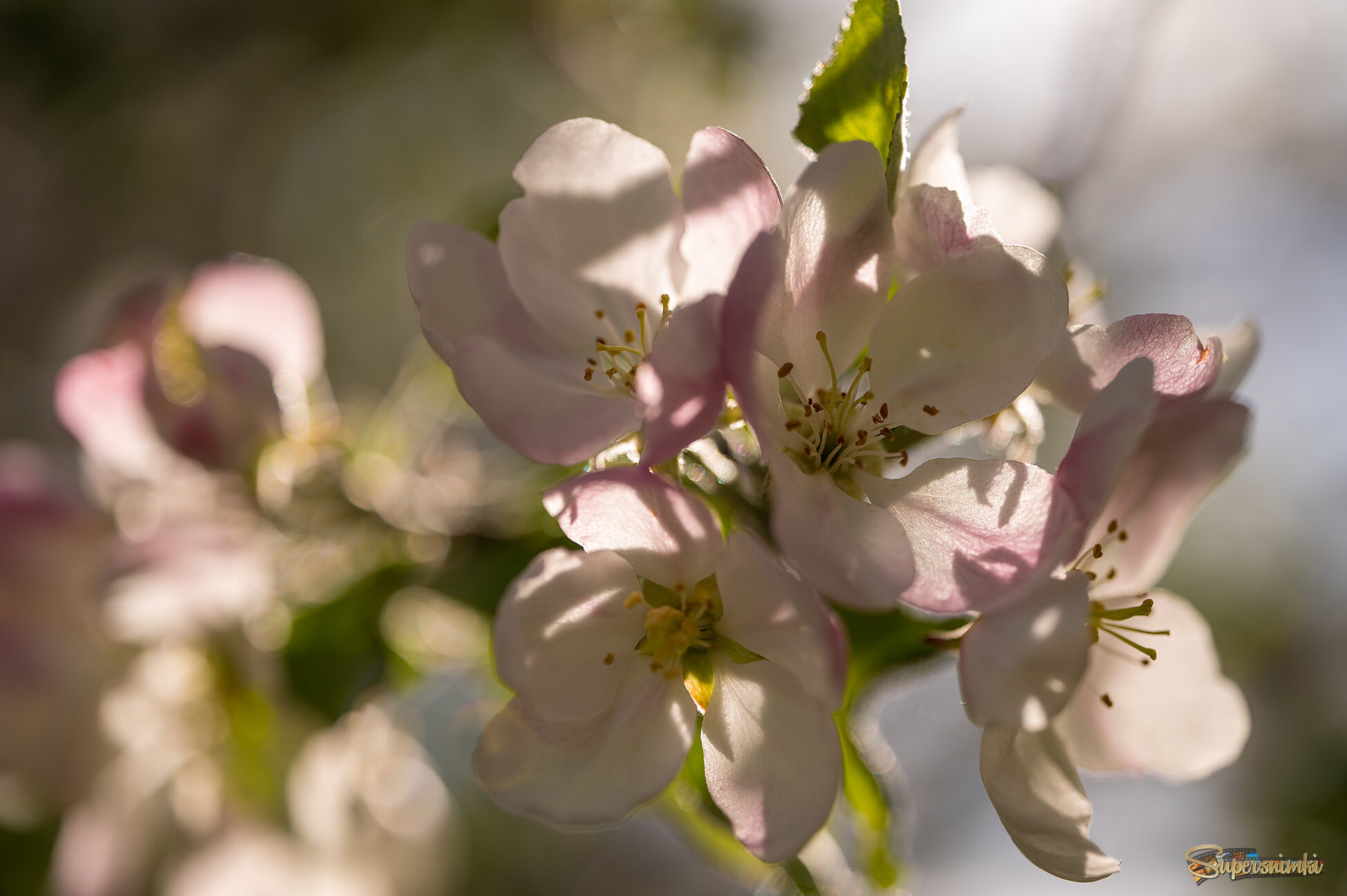 682e0c9a364401bd386389ae