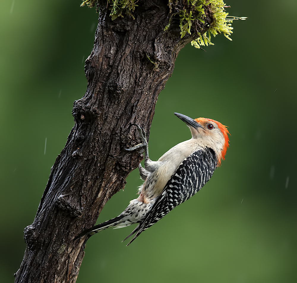 Каролинский меланерпес -Red-bellied Woodpecker