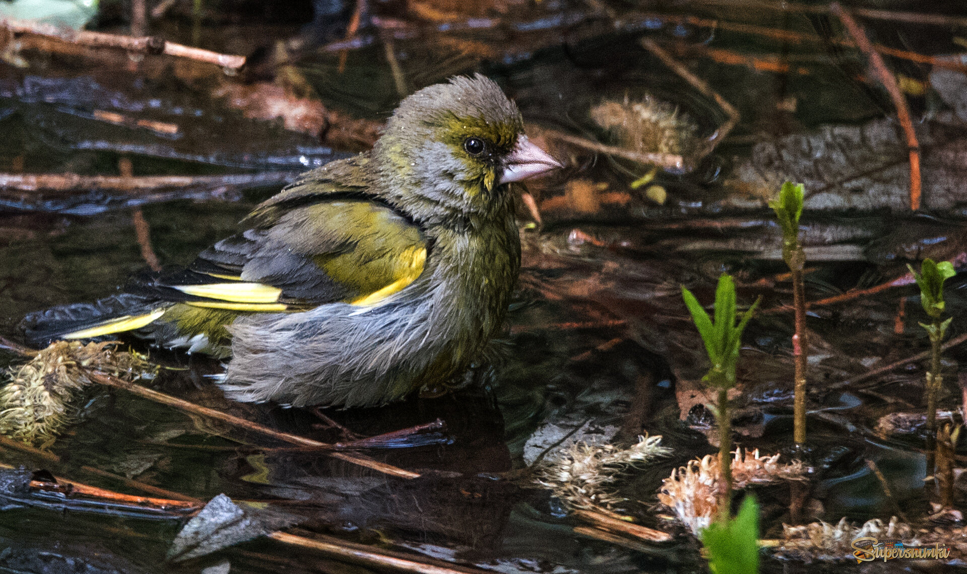 Зеленушка купается в луже.