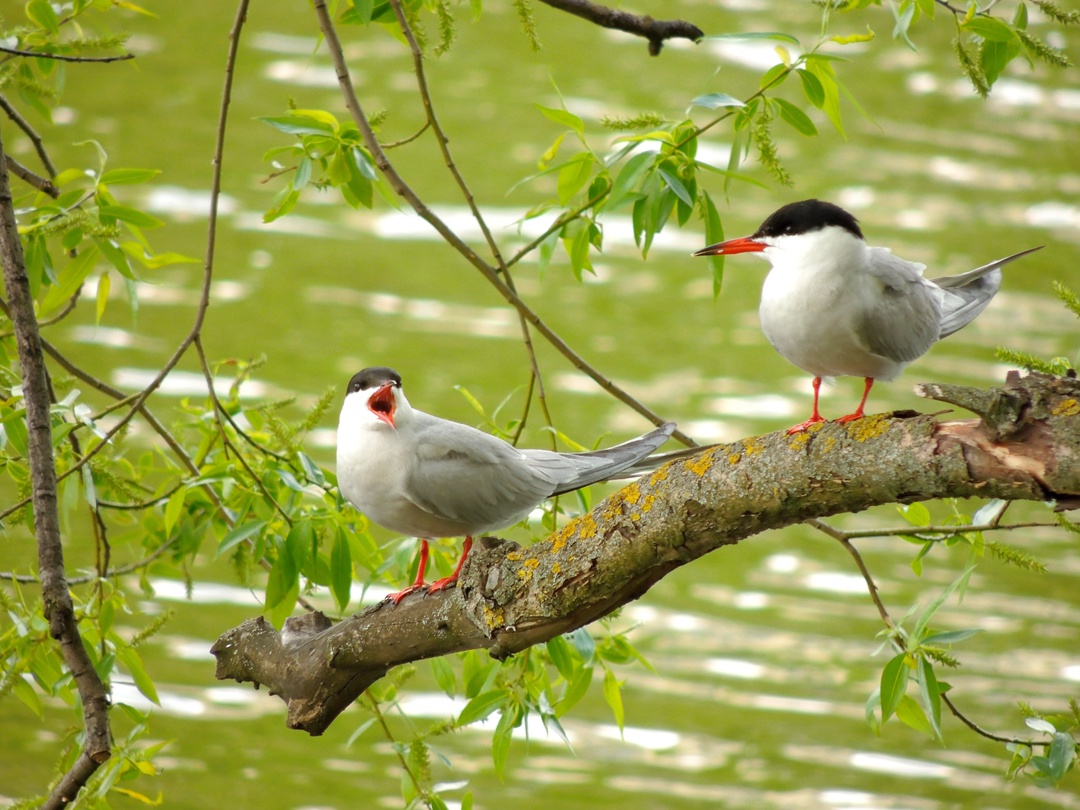 Беседа над водой
