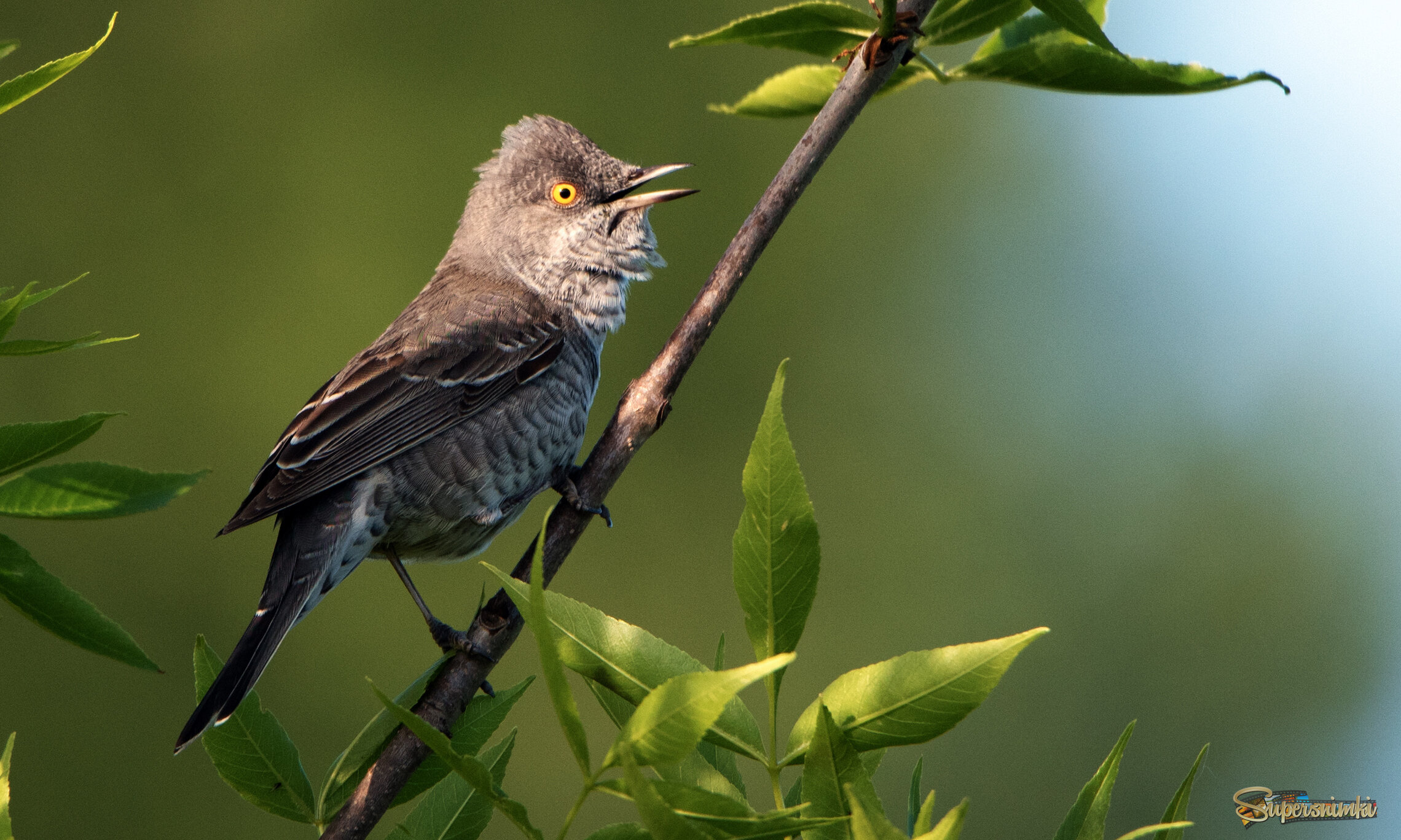 Ястребиная славка.