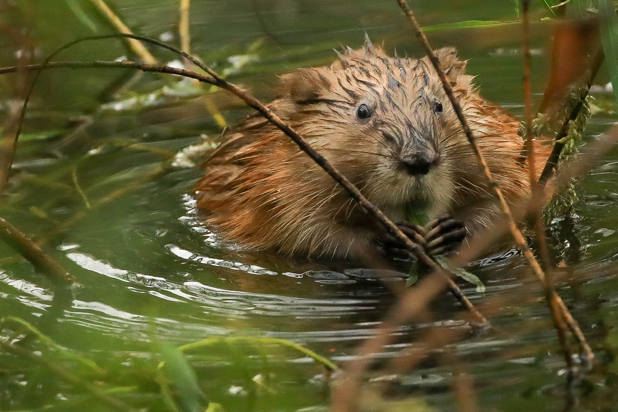 Вкусная ива