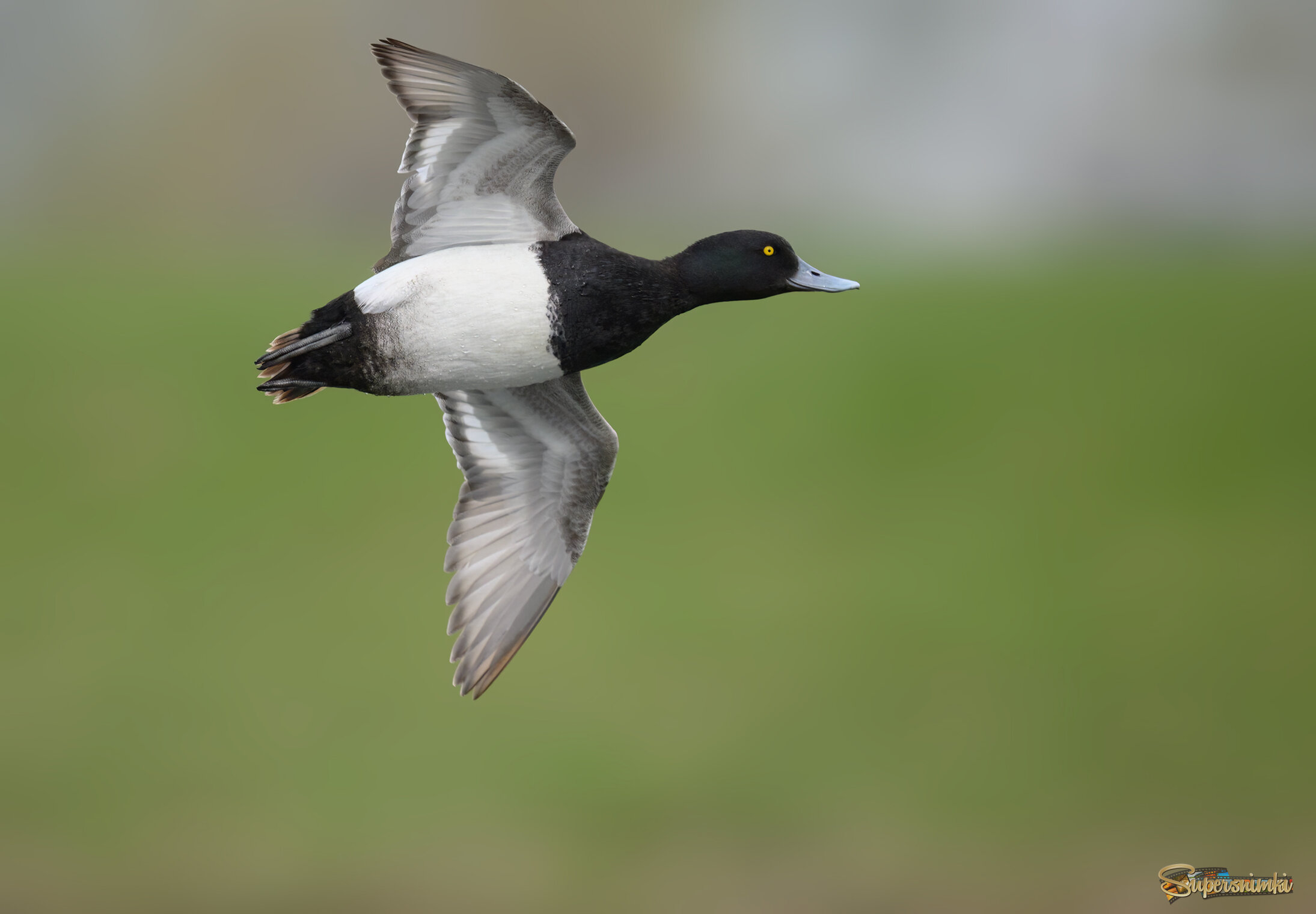 Lesser Scaup (m)