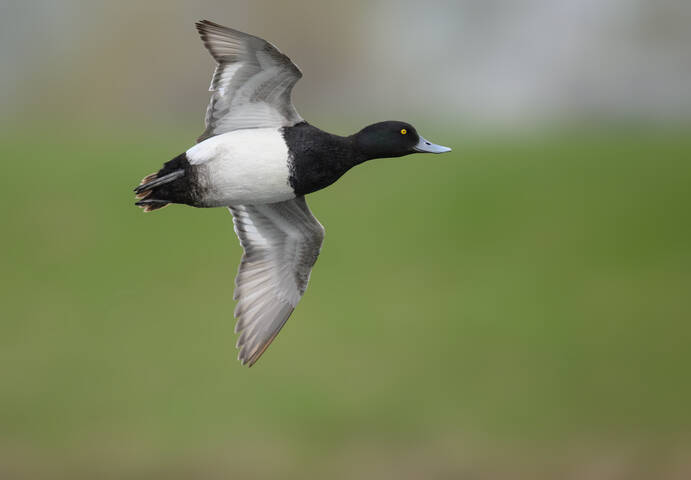 Lesser Scaup (m)