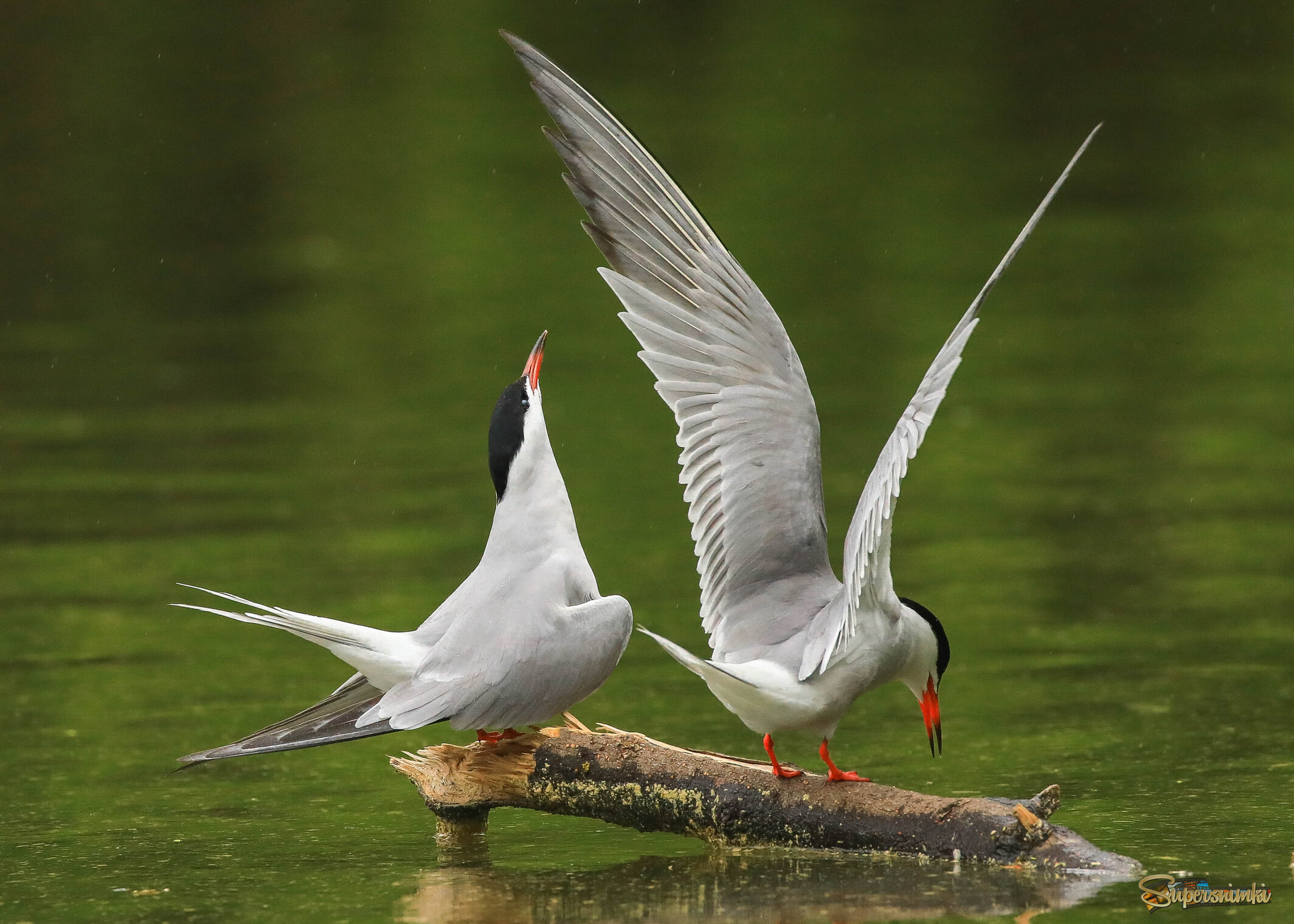 Влюбленная пара