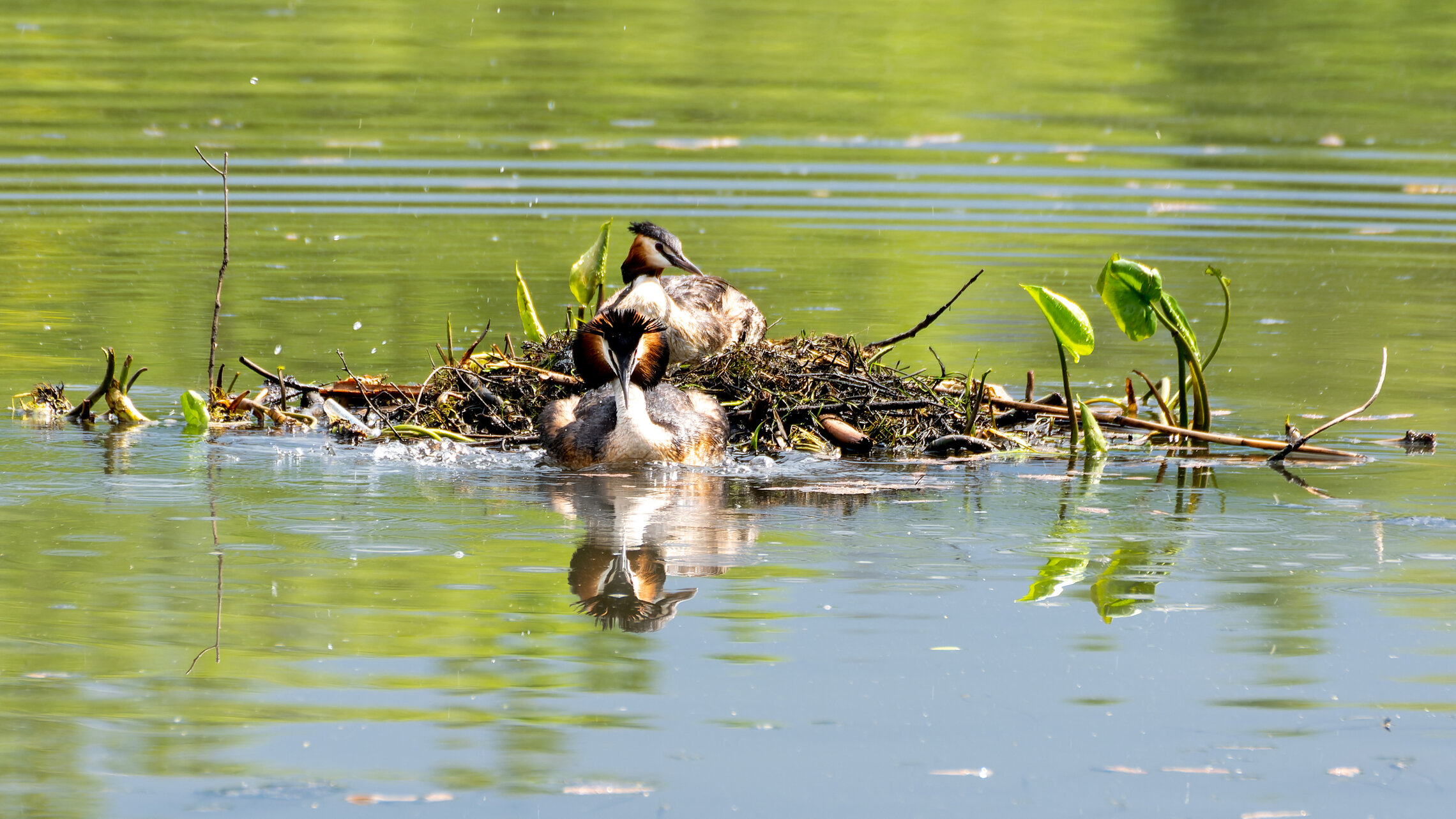 Моменты жизни чомг 