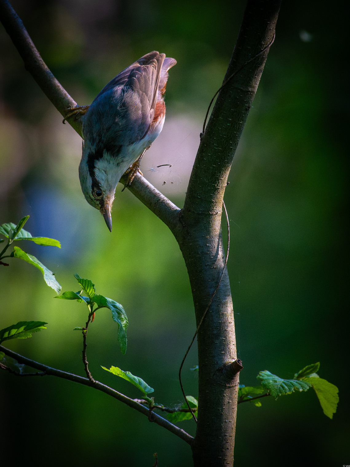 Поползень ...просто поползень