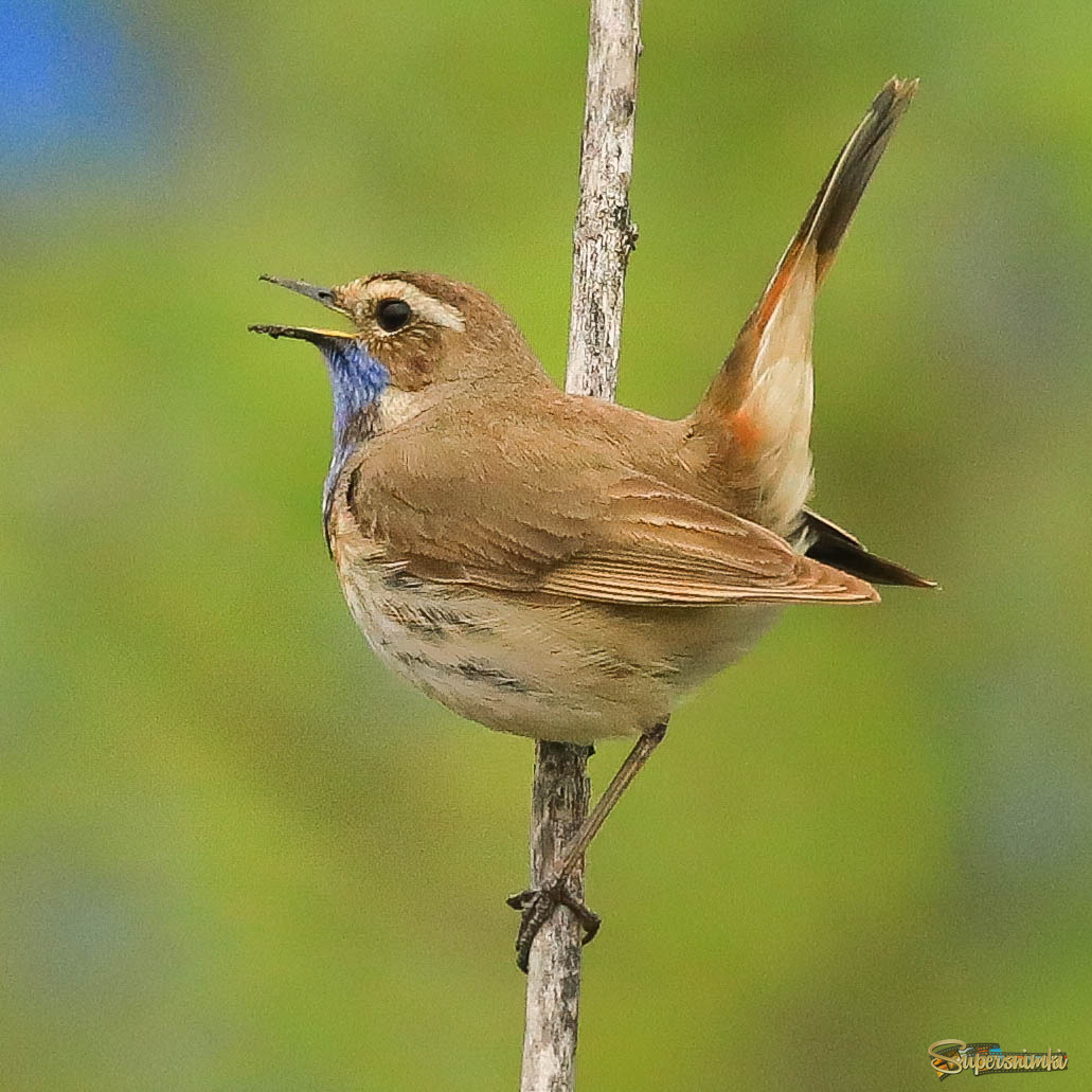 Весь в земле и песне )))