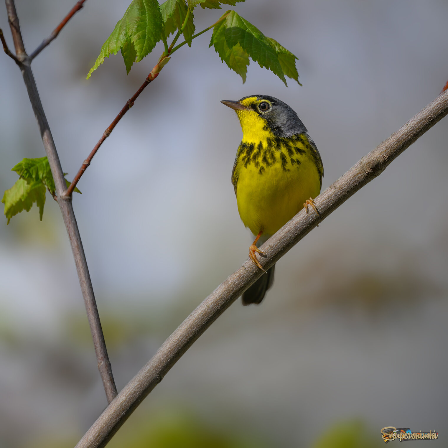 Canada warbler (m)