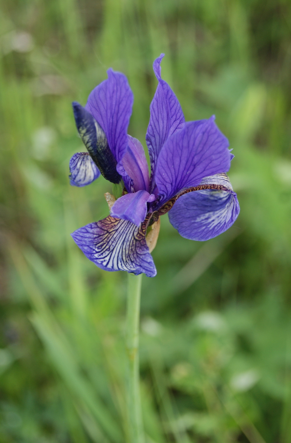 Касатик луговой.